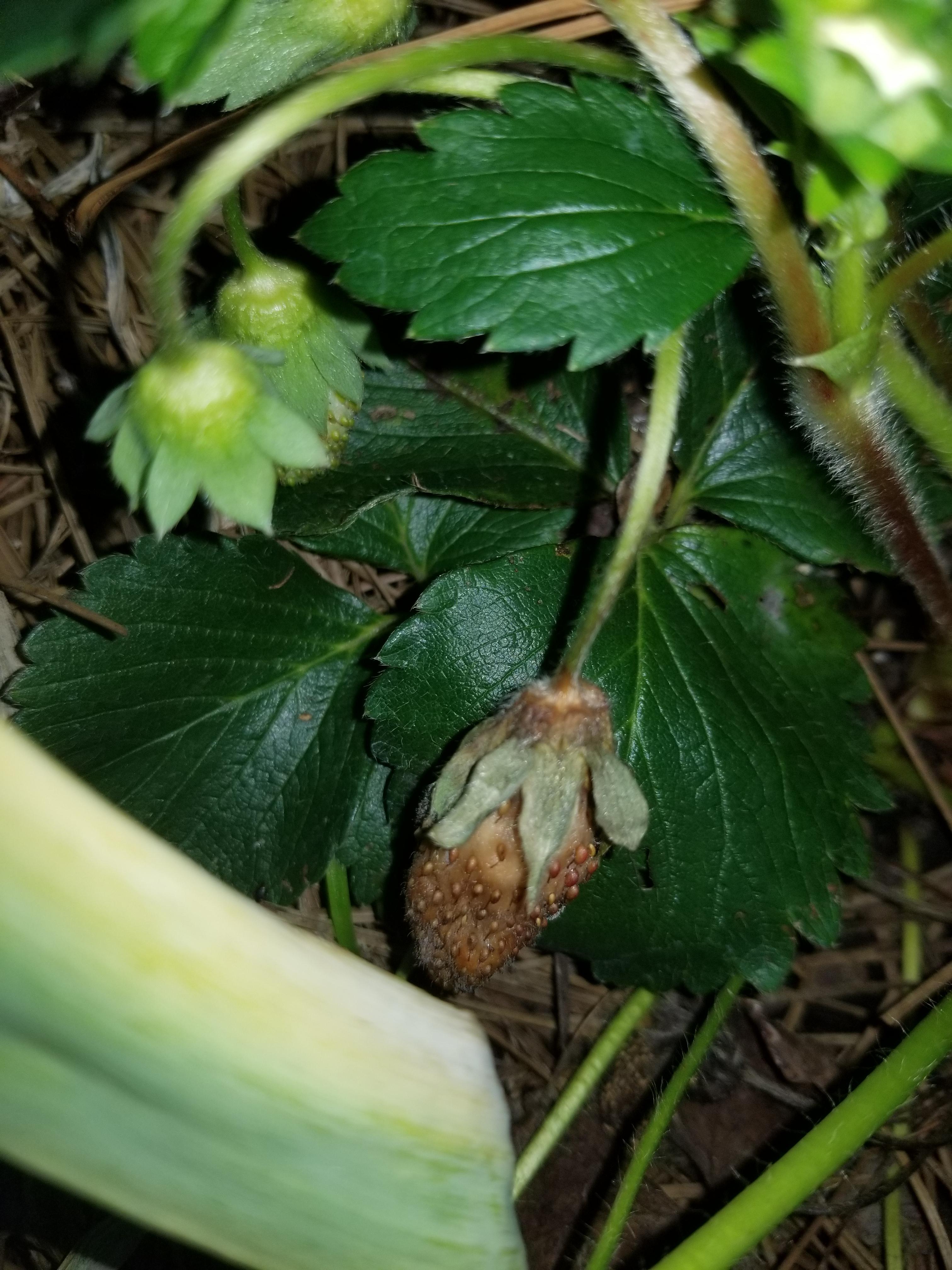 Why do my strawberries look like this? r/gardening