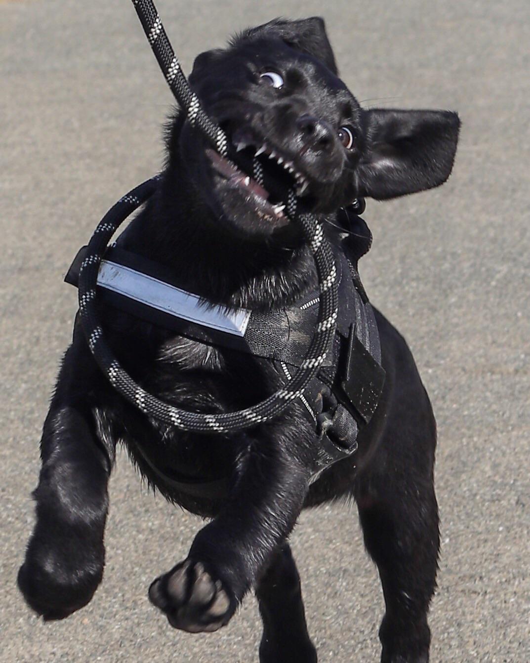 The most dangerous dog ever... r/labrador