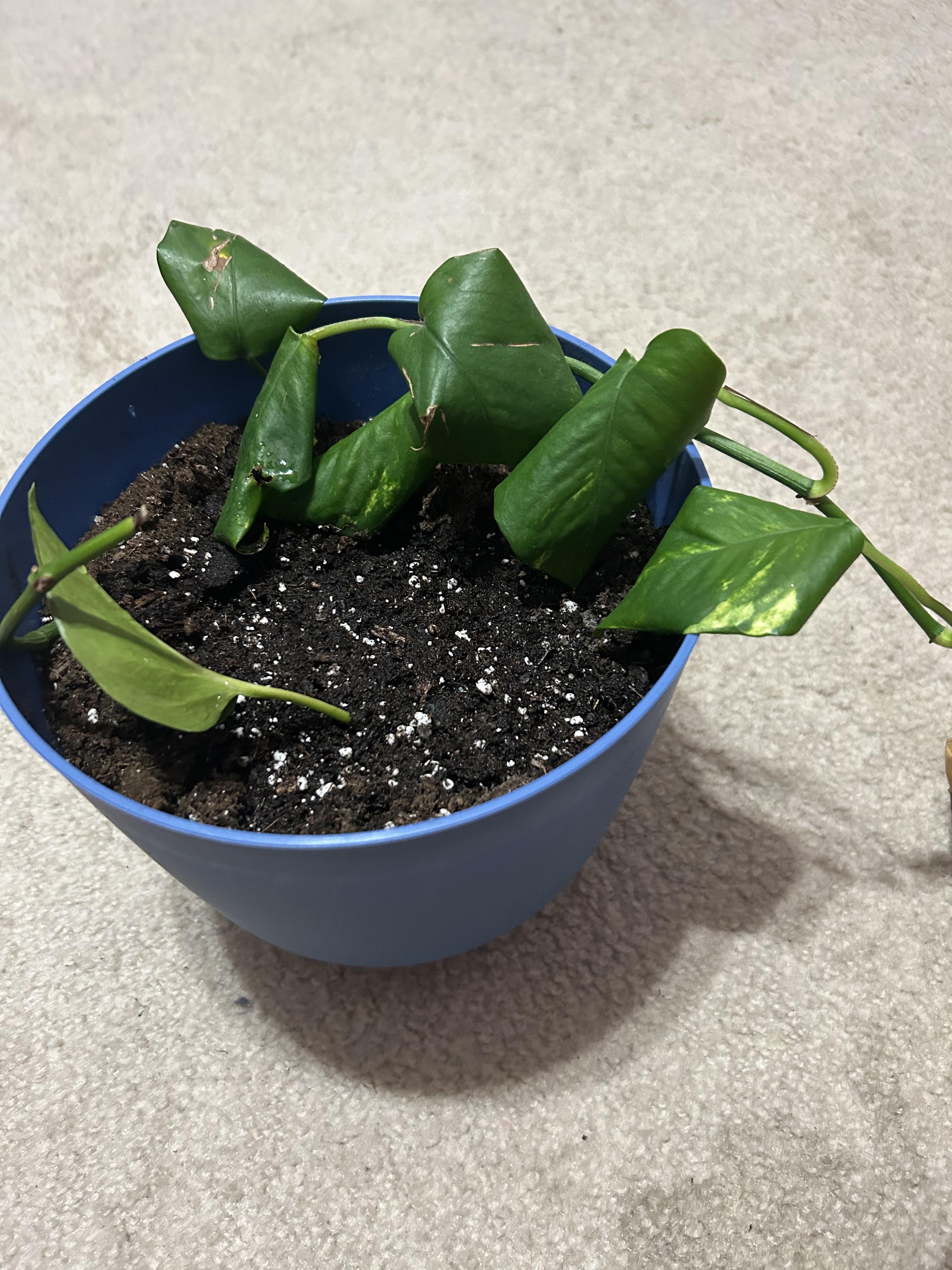 Help r/houseplants