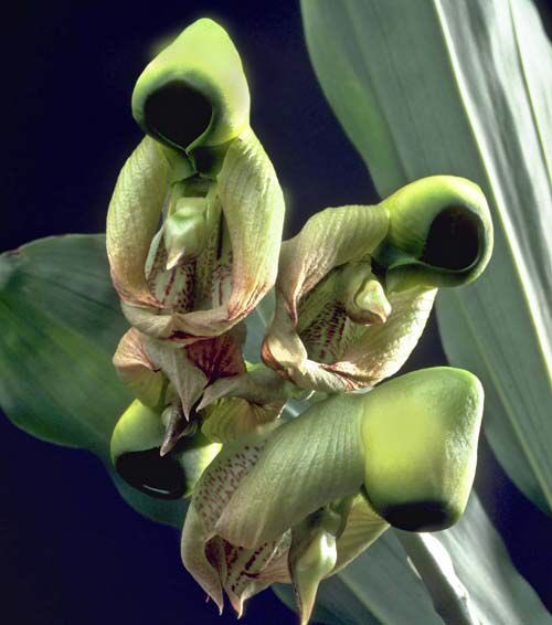 Oeceoclades maculata known as the “Monk Orchid” r/pics