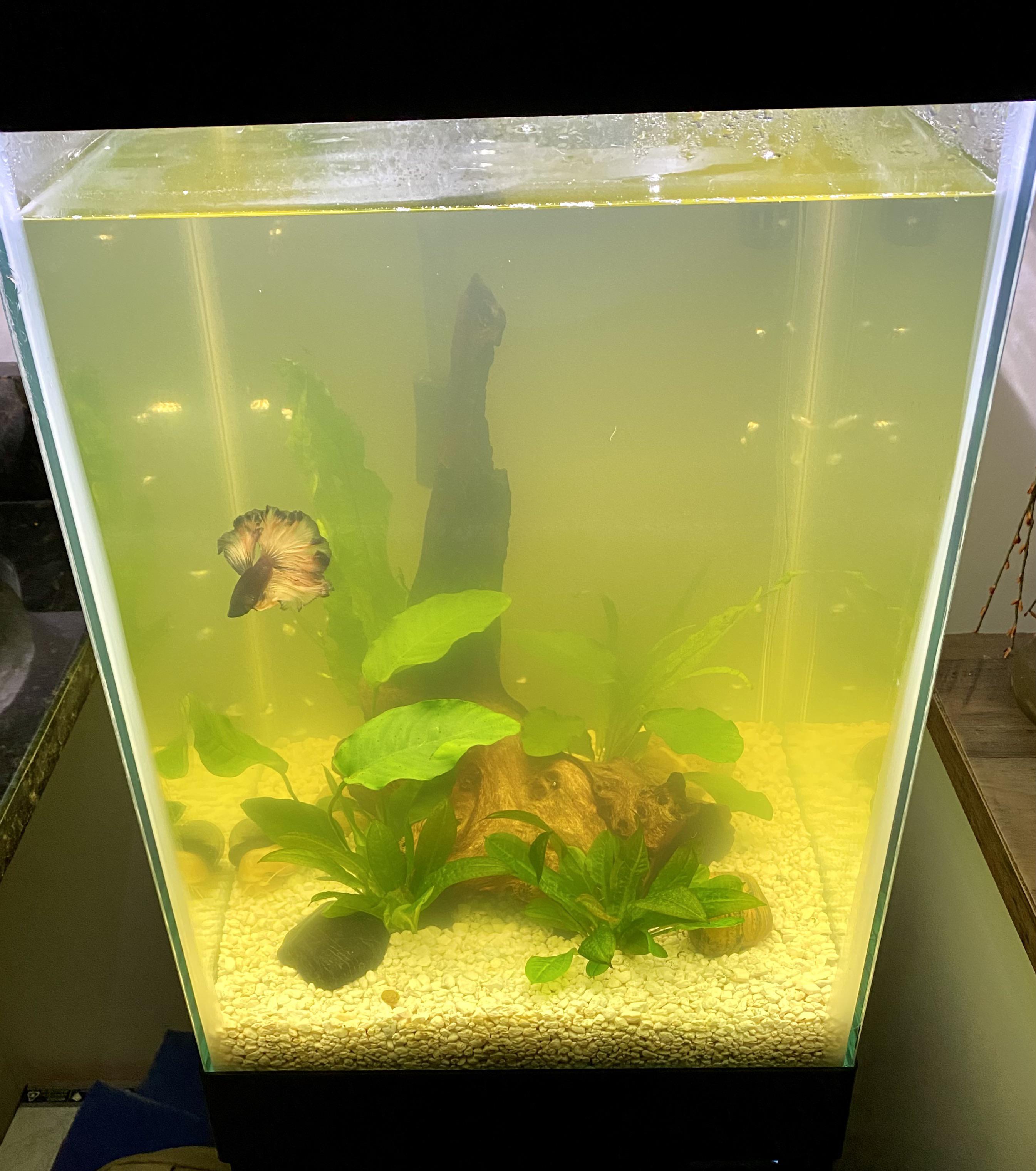 My water ALWAYS looks like this a couple days after every water change