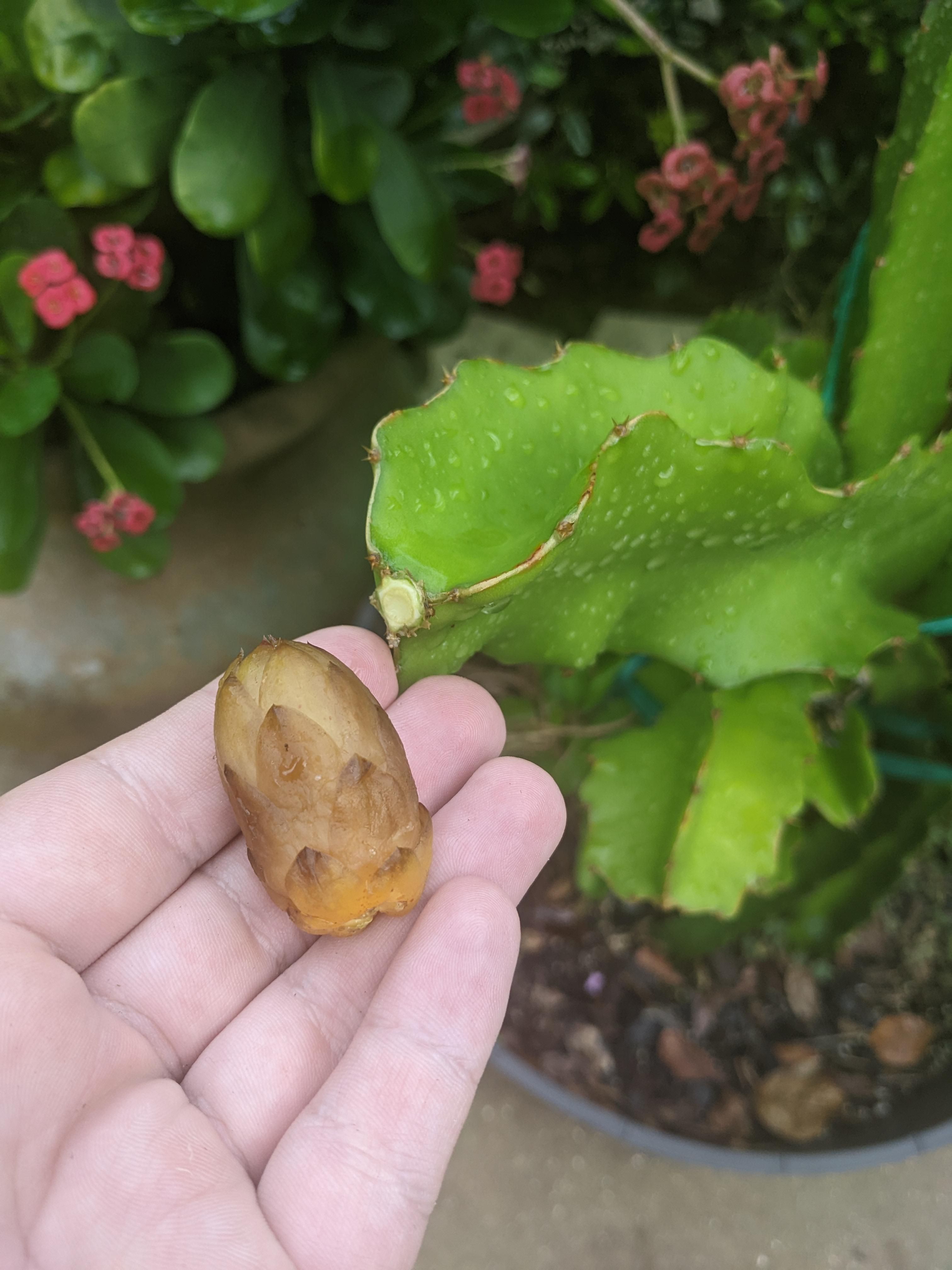 Well, crap. Any idea why this flower up and fell off? r/cactus