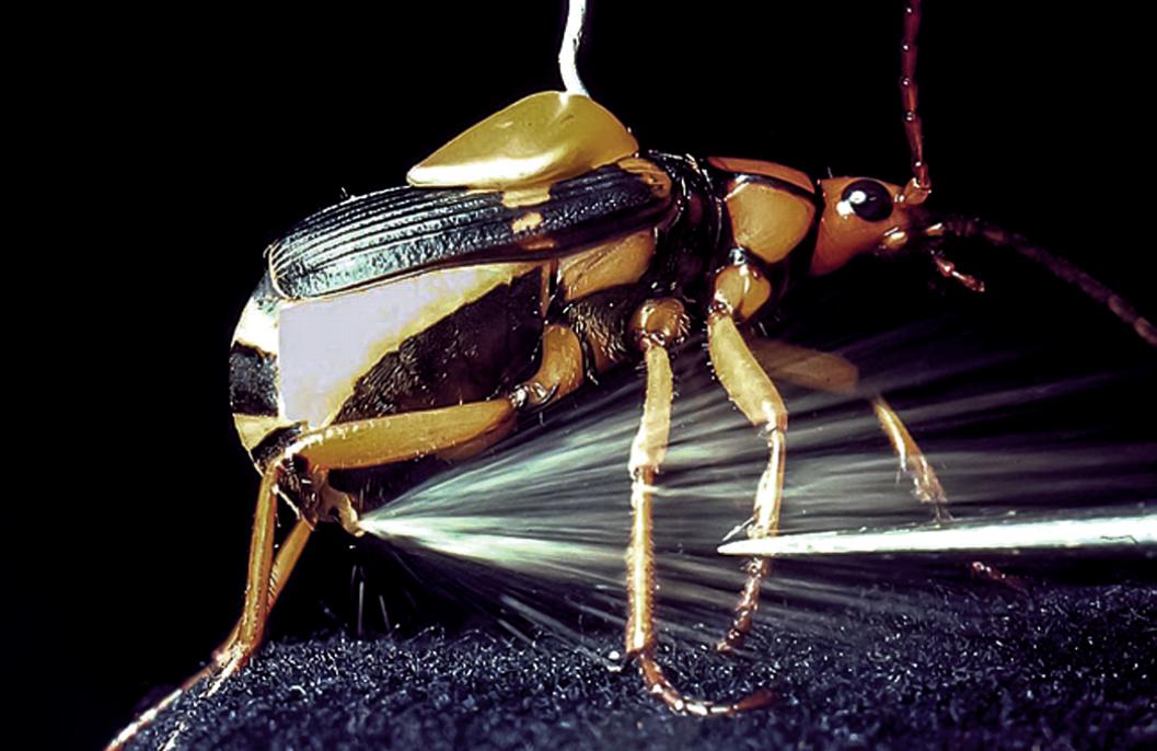 Bombardier beetles have a special way of defending themselves. When