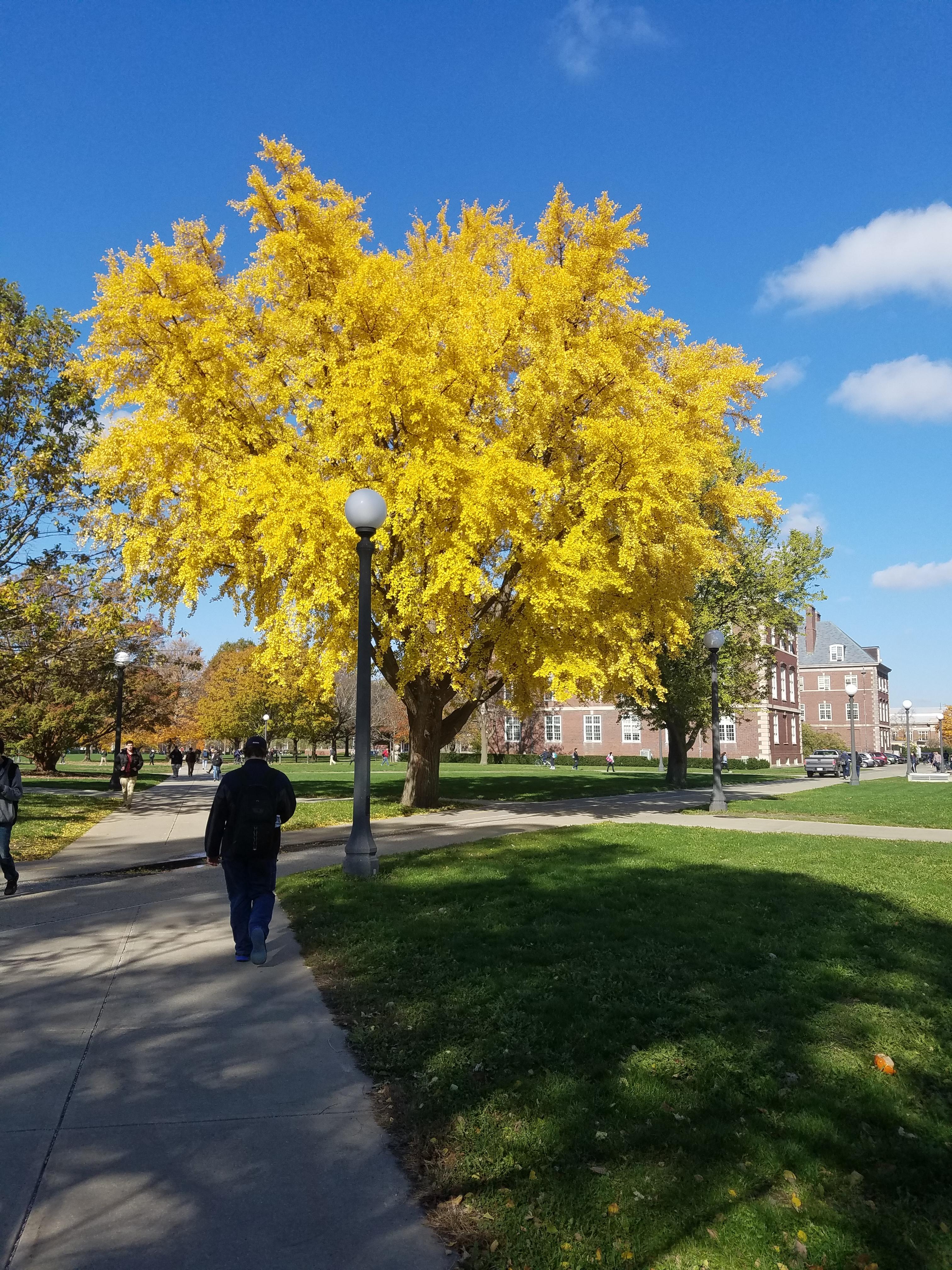 Awesome Tree on the South Quad r/UIUC