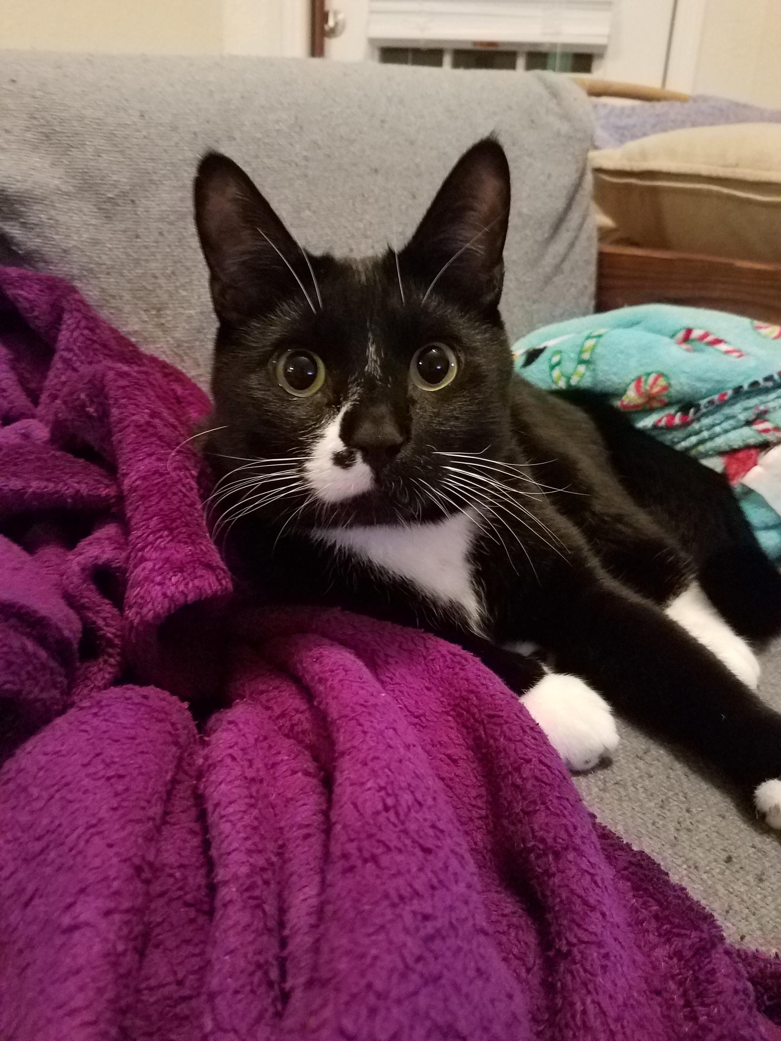 This is the face that got Mortimer adopted. This is also the face he