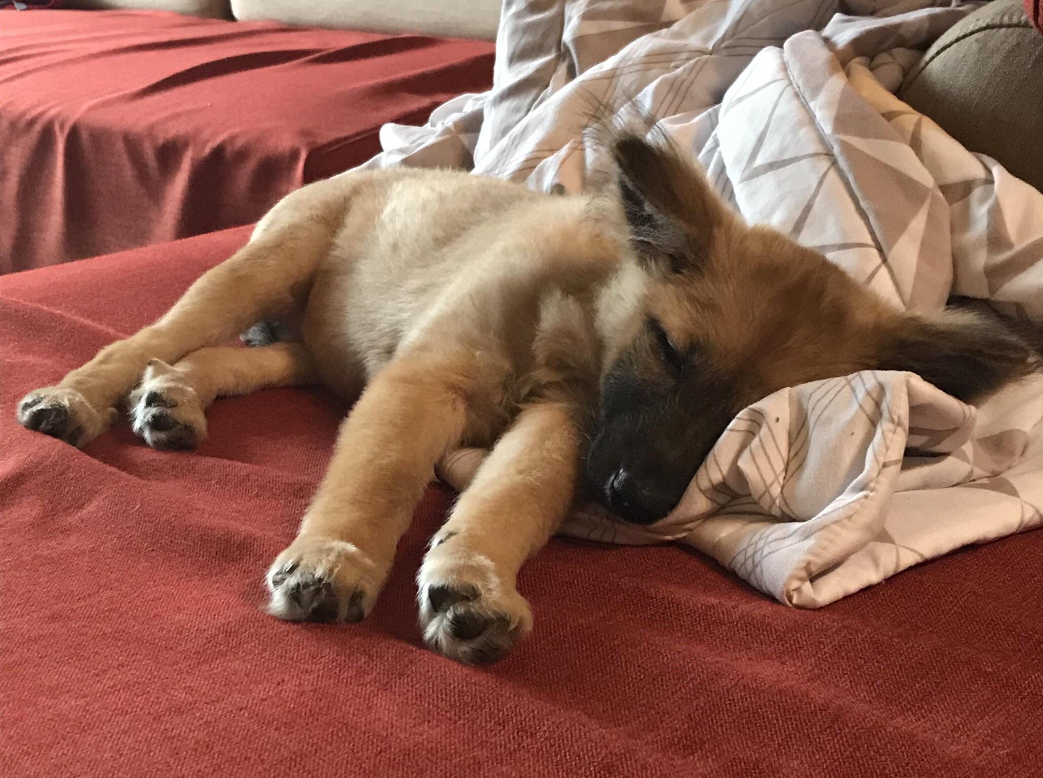 Scribbles taking a puppy nap after a long morning of