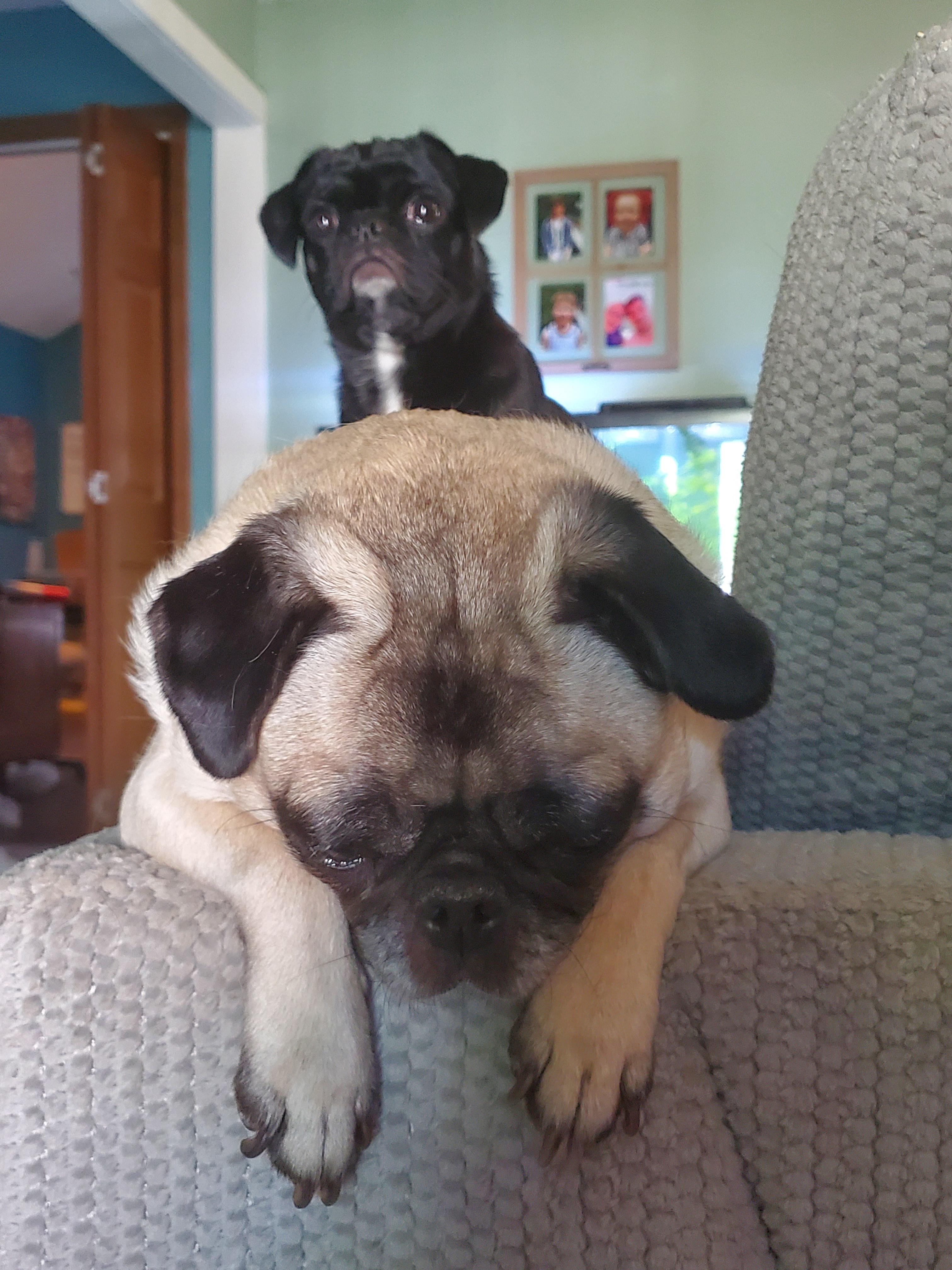 to pug house, home of the pug house, can I take your order