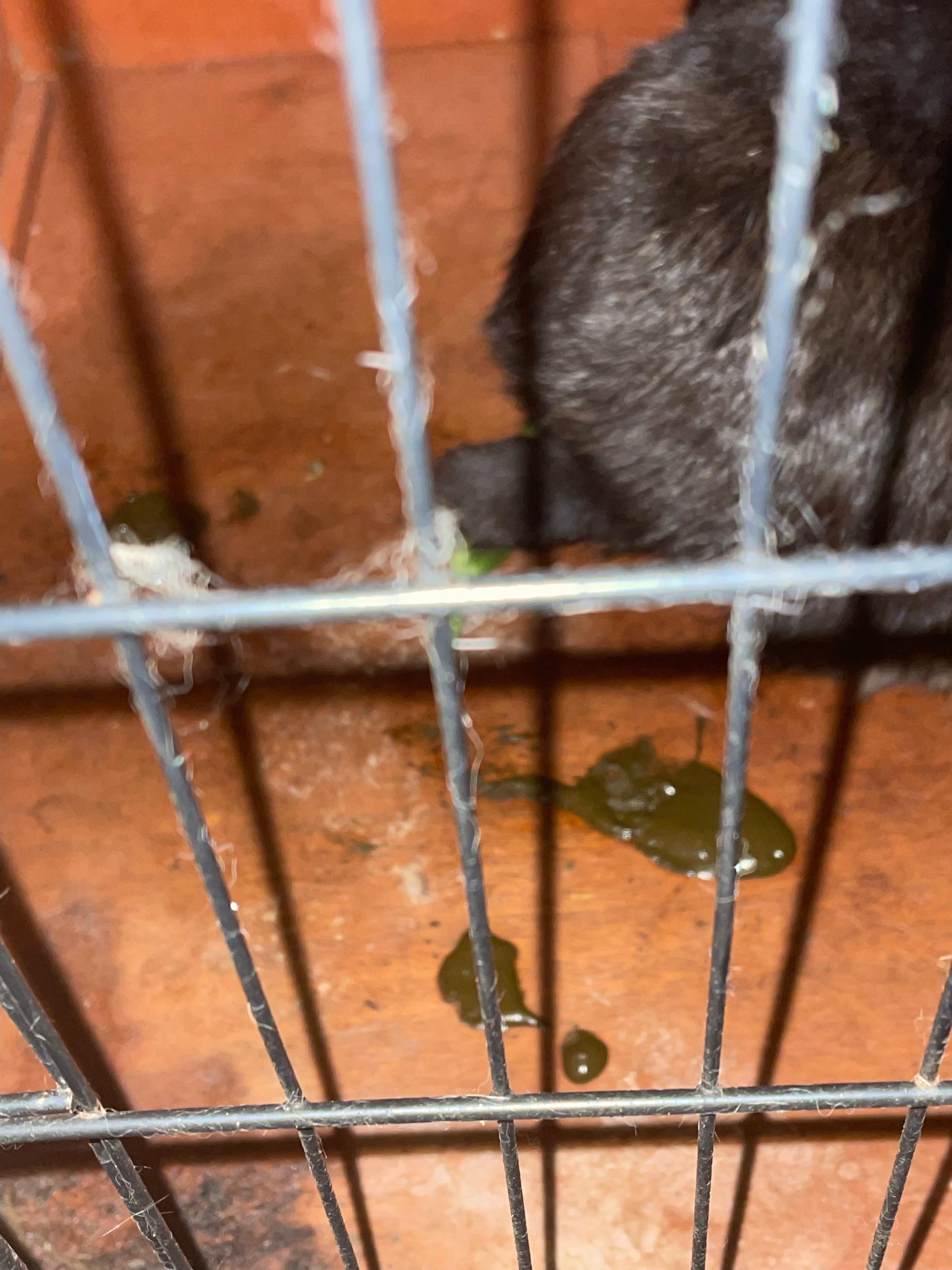WARNING is this diarrhoea or soft cecostropes?? r/Rabbits