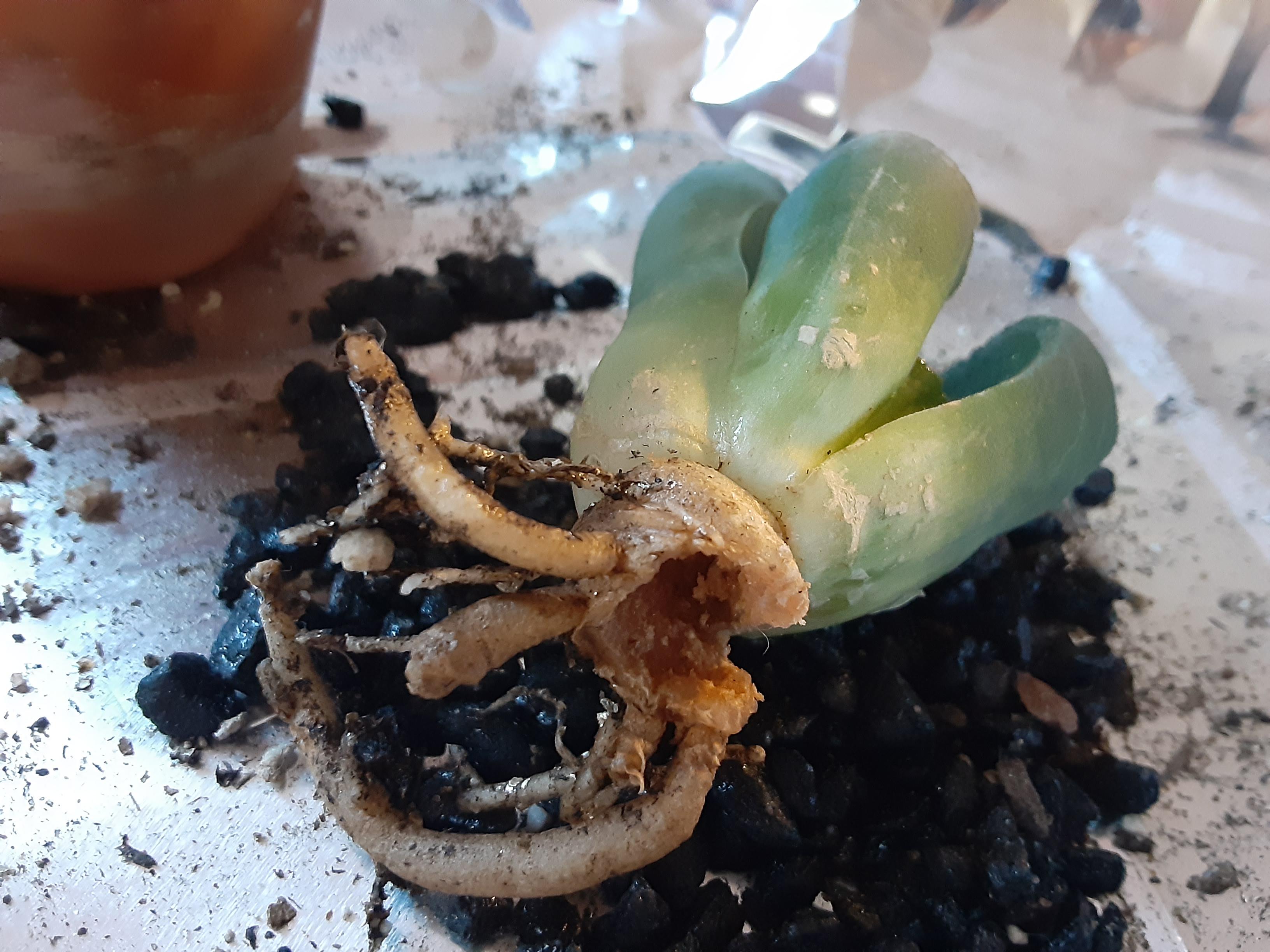 My tale of woe (looking for advice) my cat bit this expensive plant