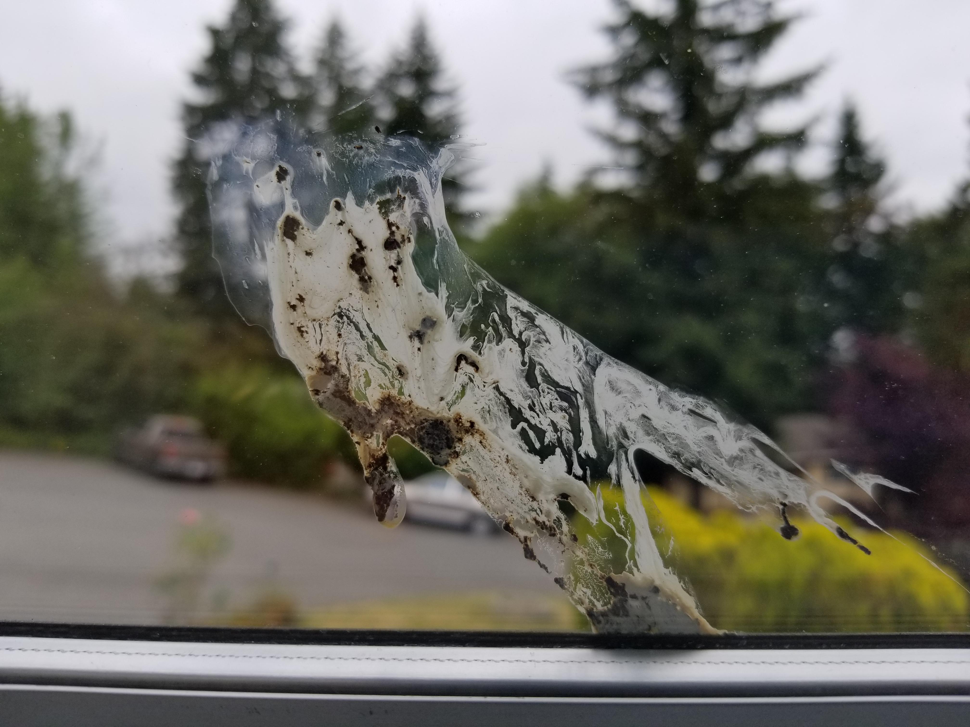 This bird poop looks like an owl r/mildlyinteresting