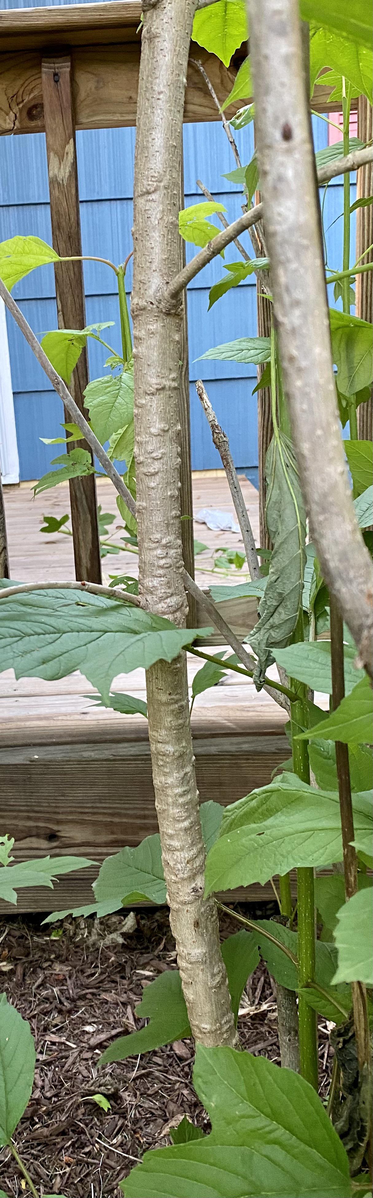 Dying viburnum pt 2. Just spotted this on the trunk. Is it normal? r/plantclinic