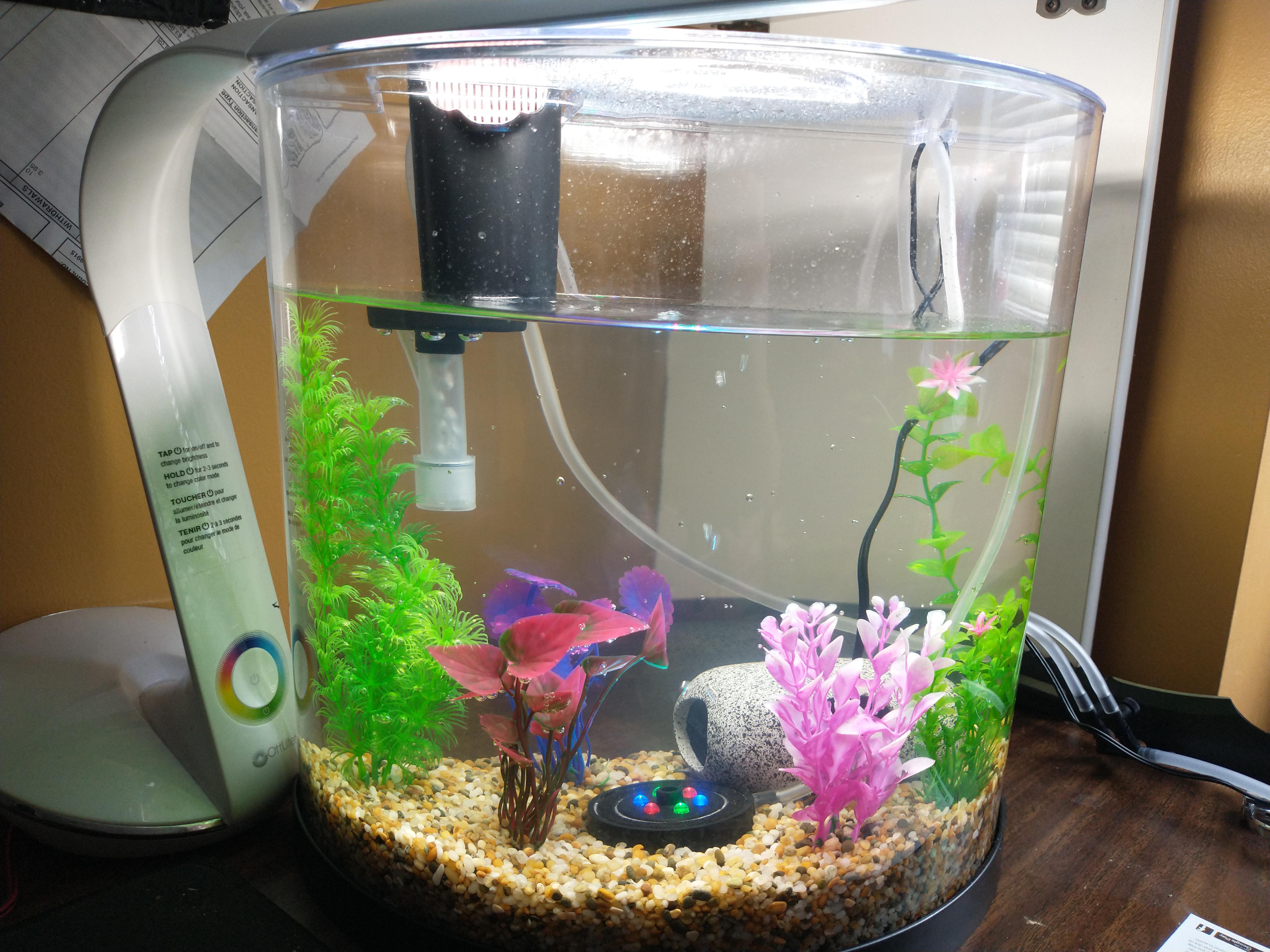 Sea Monkeys Tank