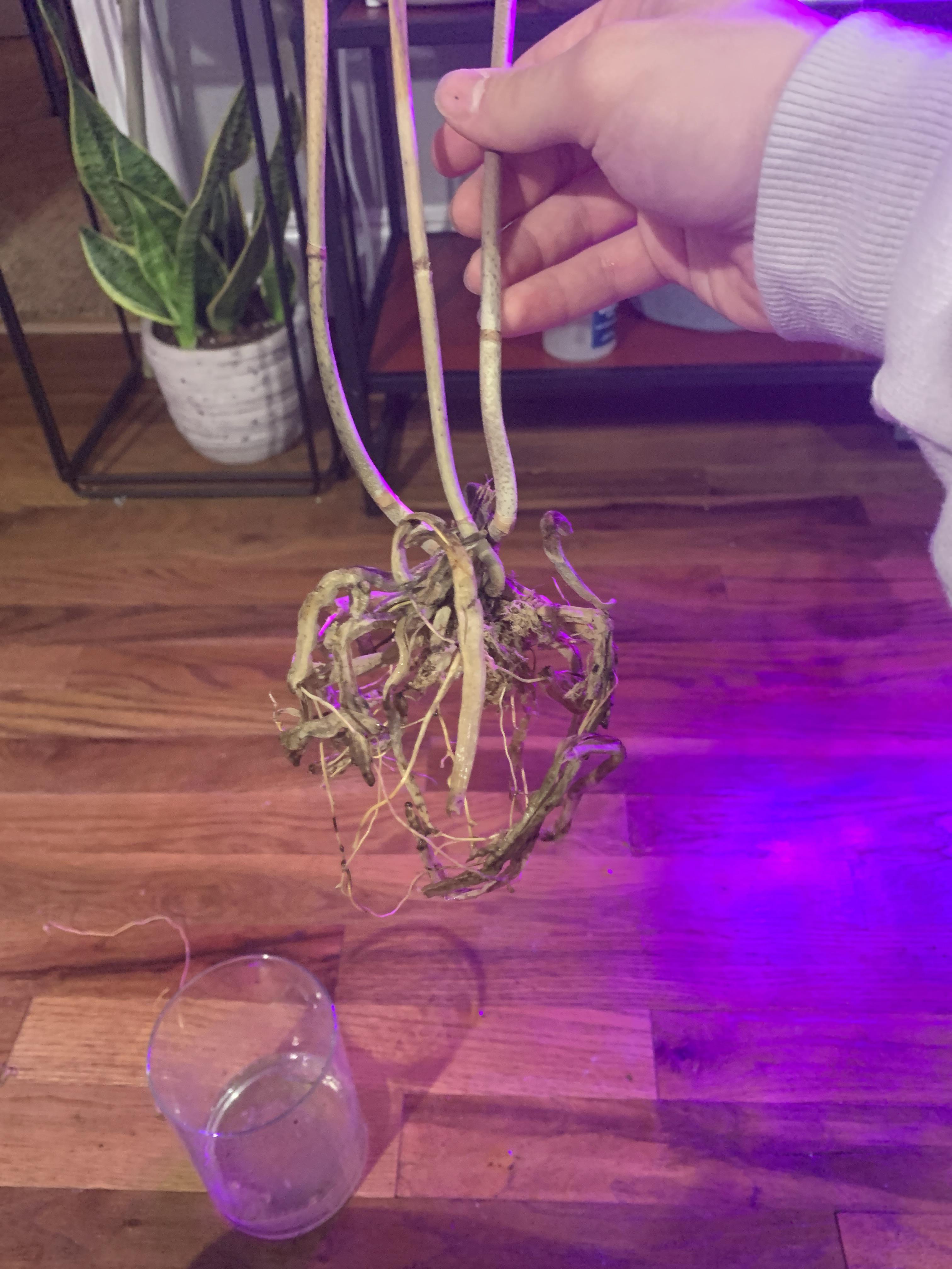 got this very dead orchid from my aunt. is it possible to save it or