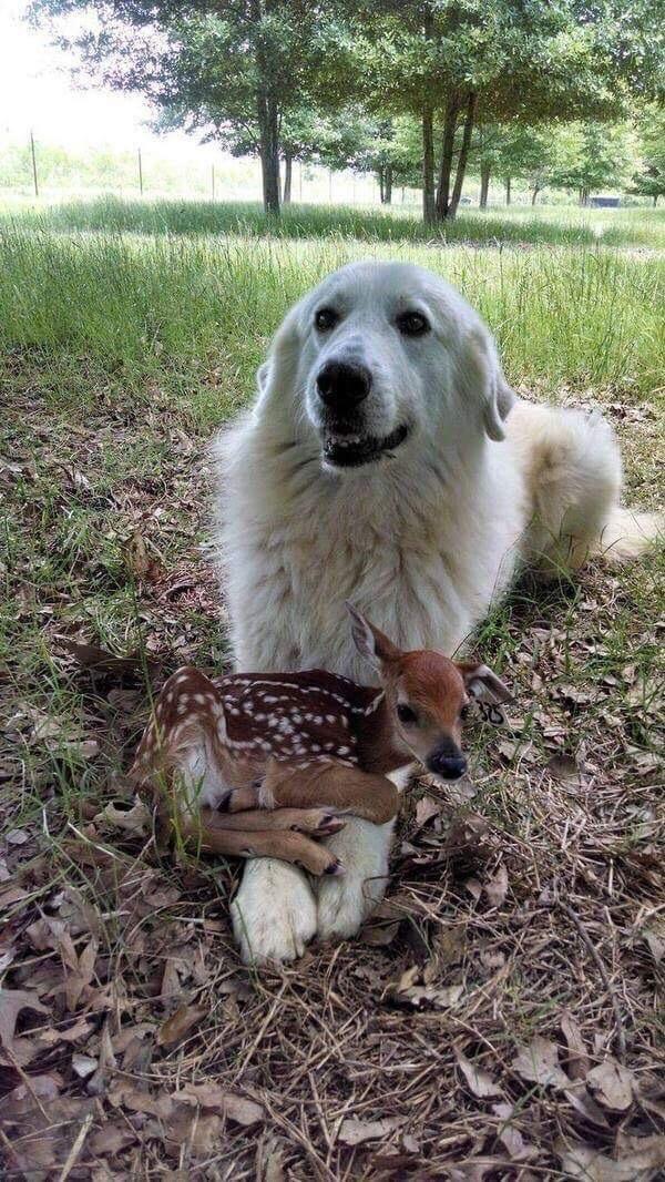 Here's a dog meeting a baby deer, imparting his wisdom on being a good boy r/aww