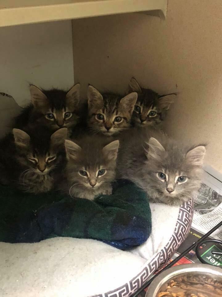 This picture for our local animal shelter. Look at this cute collection