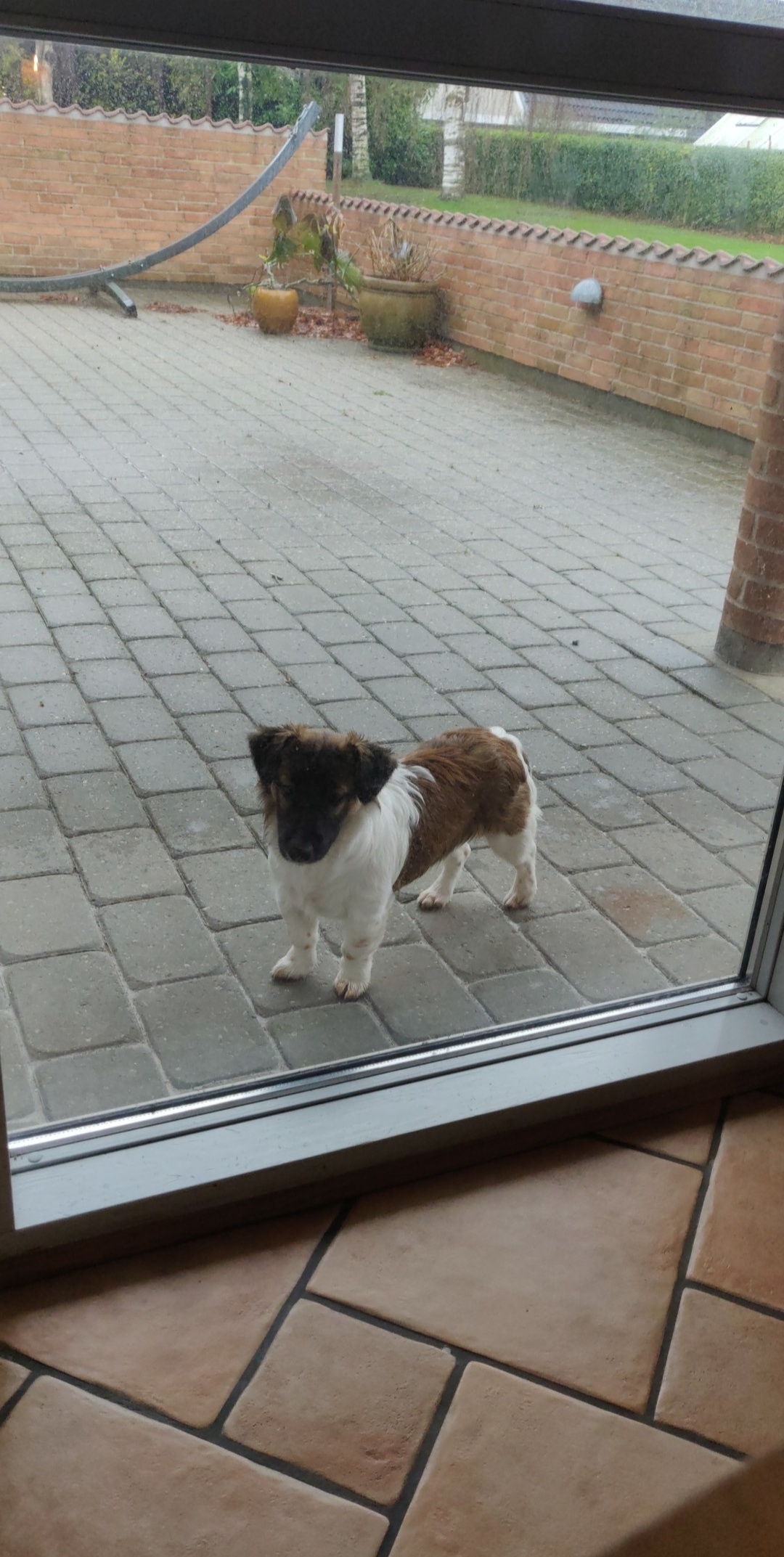 Best Jack Russell Posts Reddit