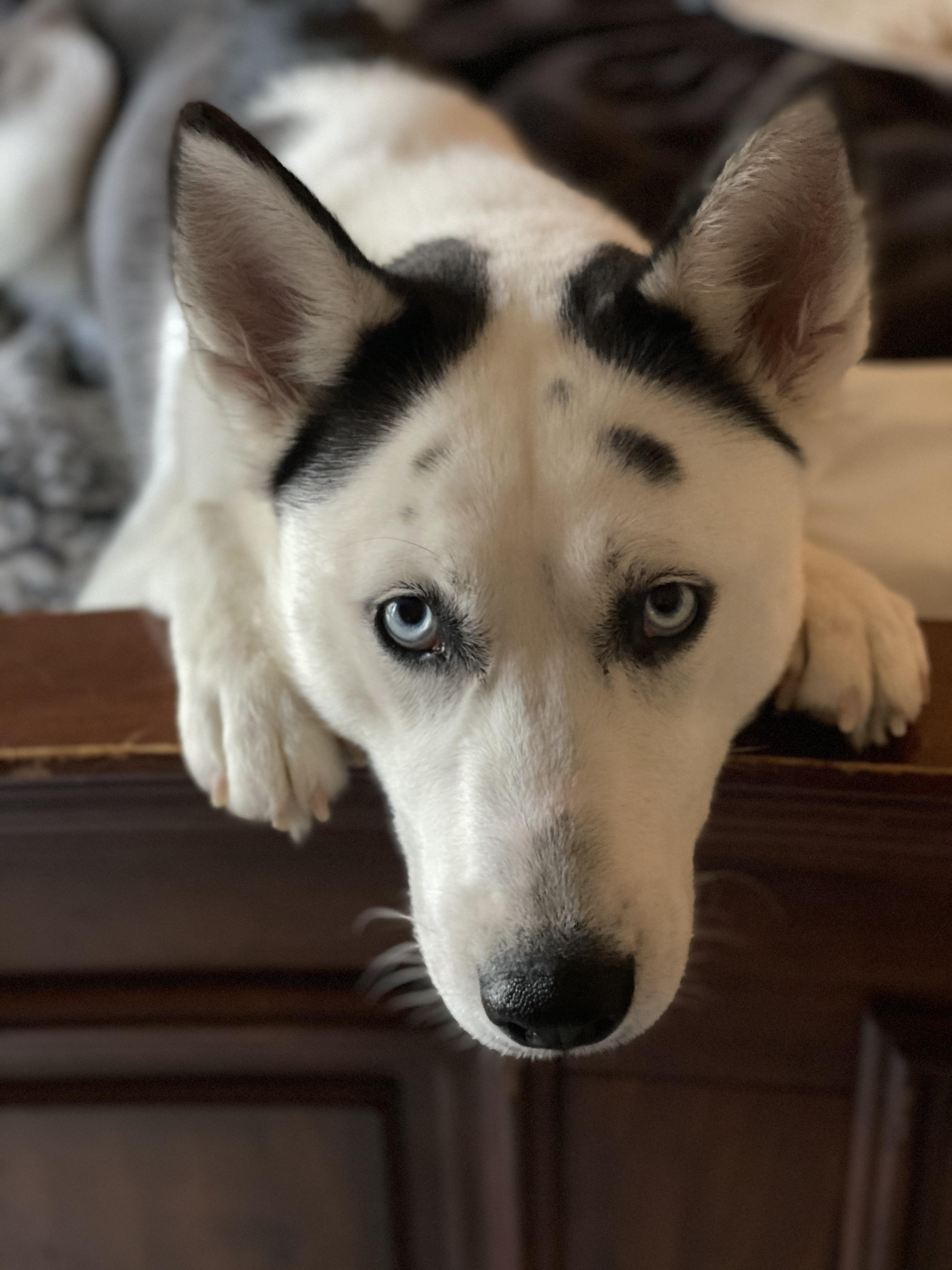She stares me down until I give her a hug r/husky