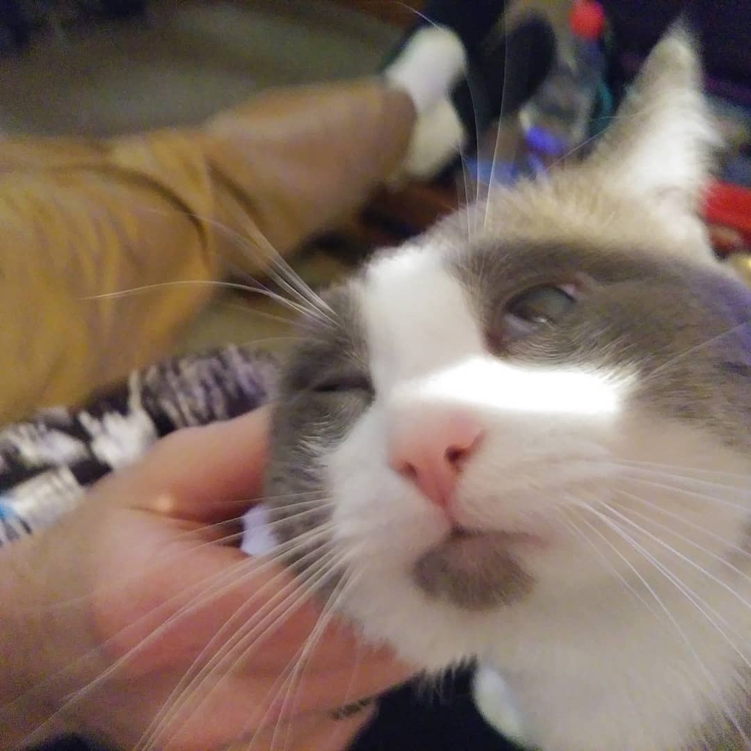 "Eargasium" OMG YES PLEASE RUB MY EARS... r/aww