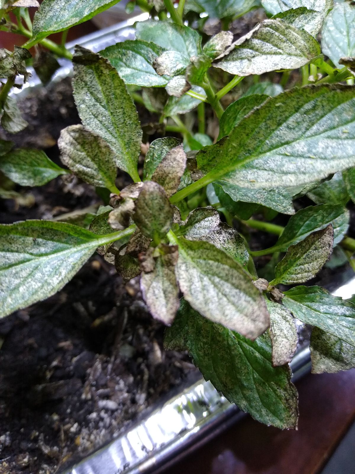 Help identifying problem with peppermint plants gardening
