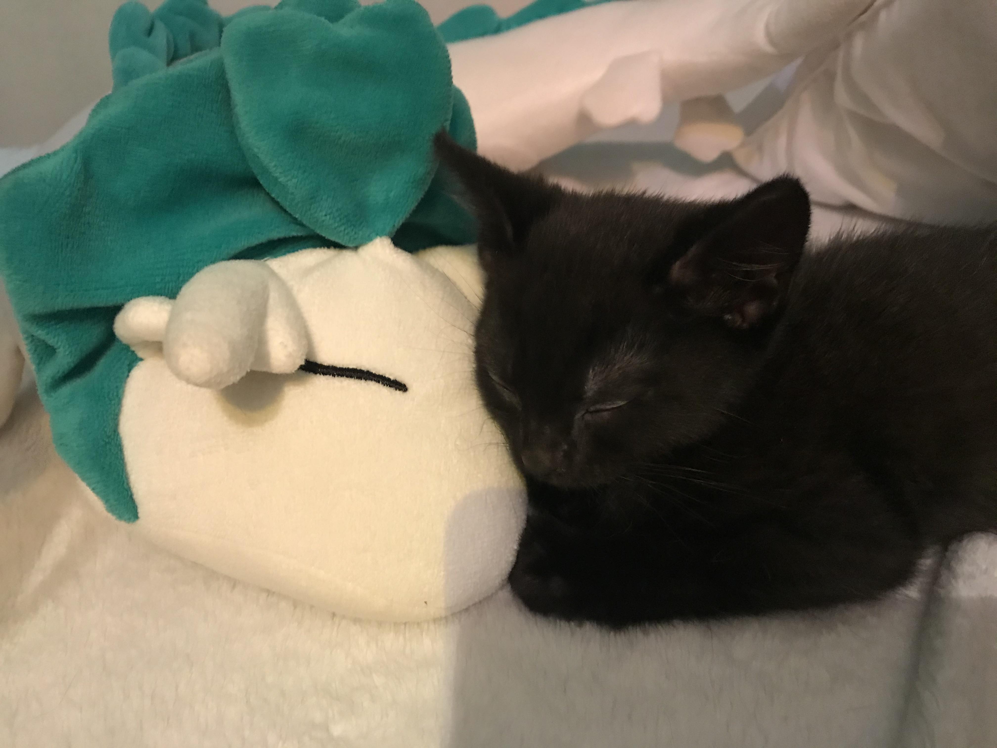 Sleeping with a dragon friend 🥺 r/cats