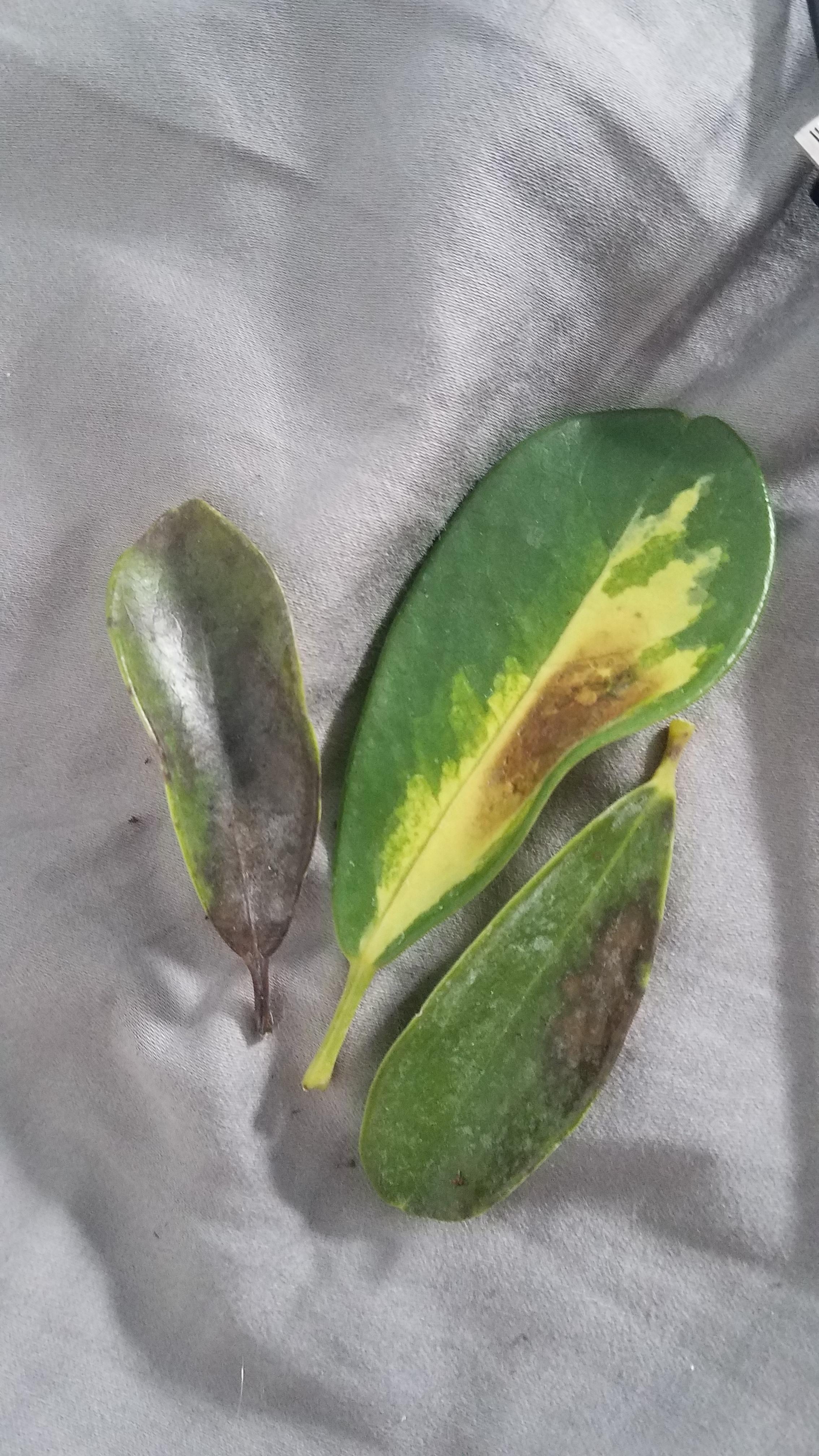 Why are the leaves of my schefflera turning Brown and falling off? How can I help him? r