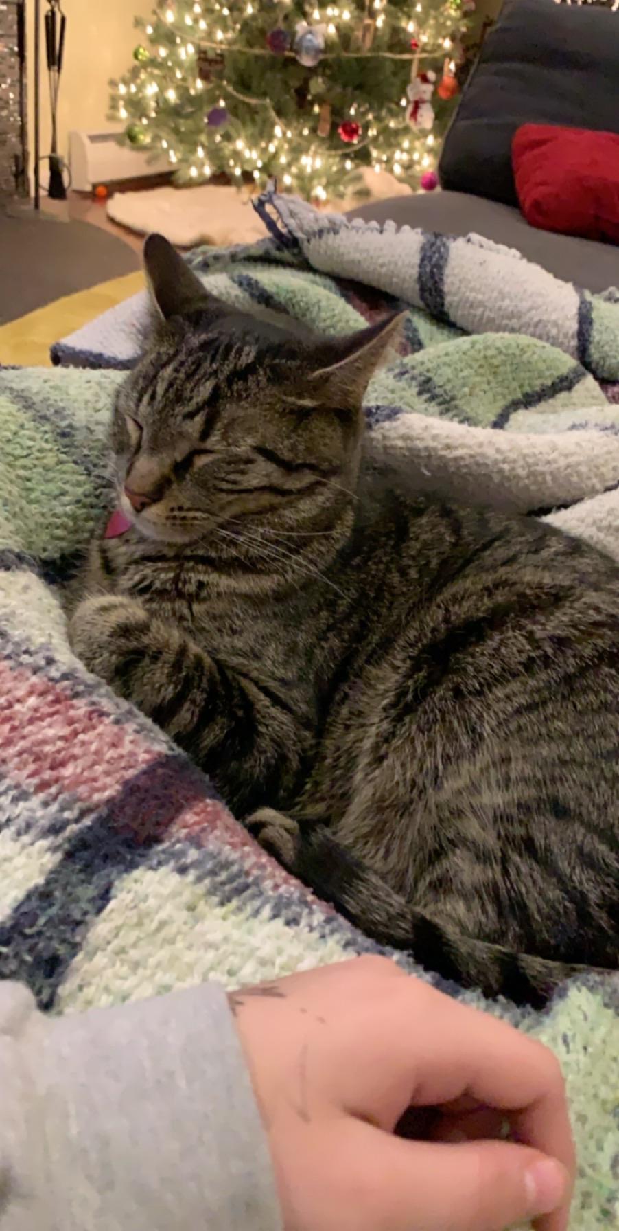 My girlfriends cat Quinn r/curledfeetsies