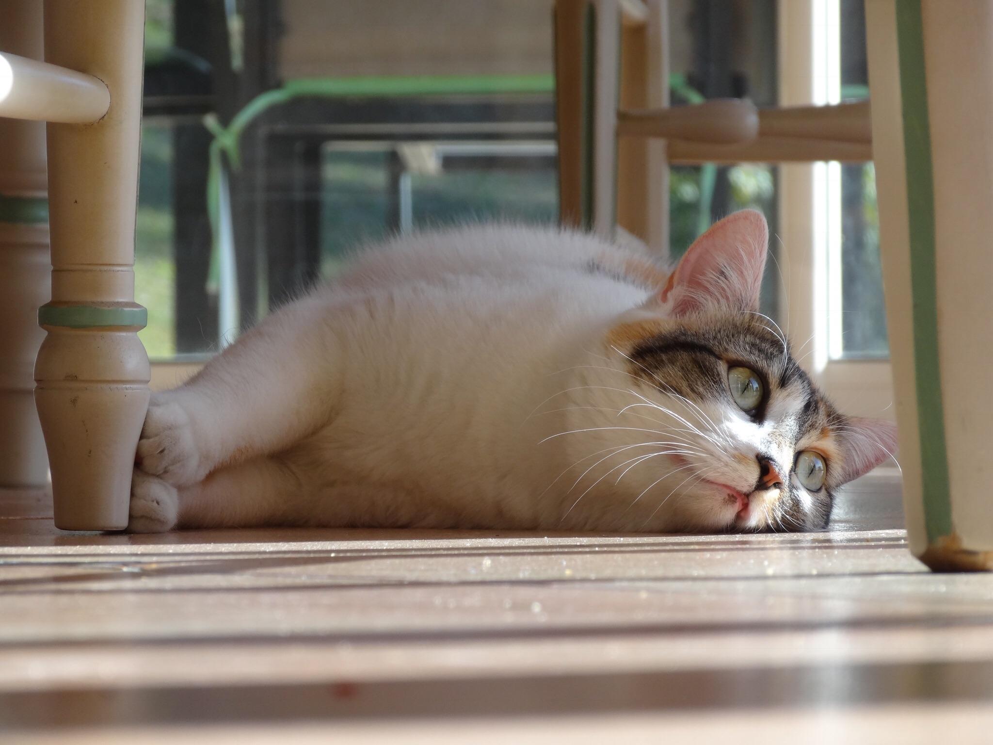 Adopted this one after she fell of a balcony and broke her hips, nobody claimed her. Been