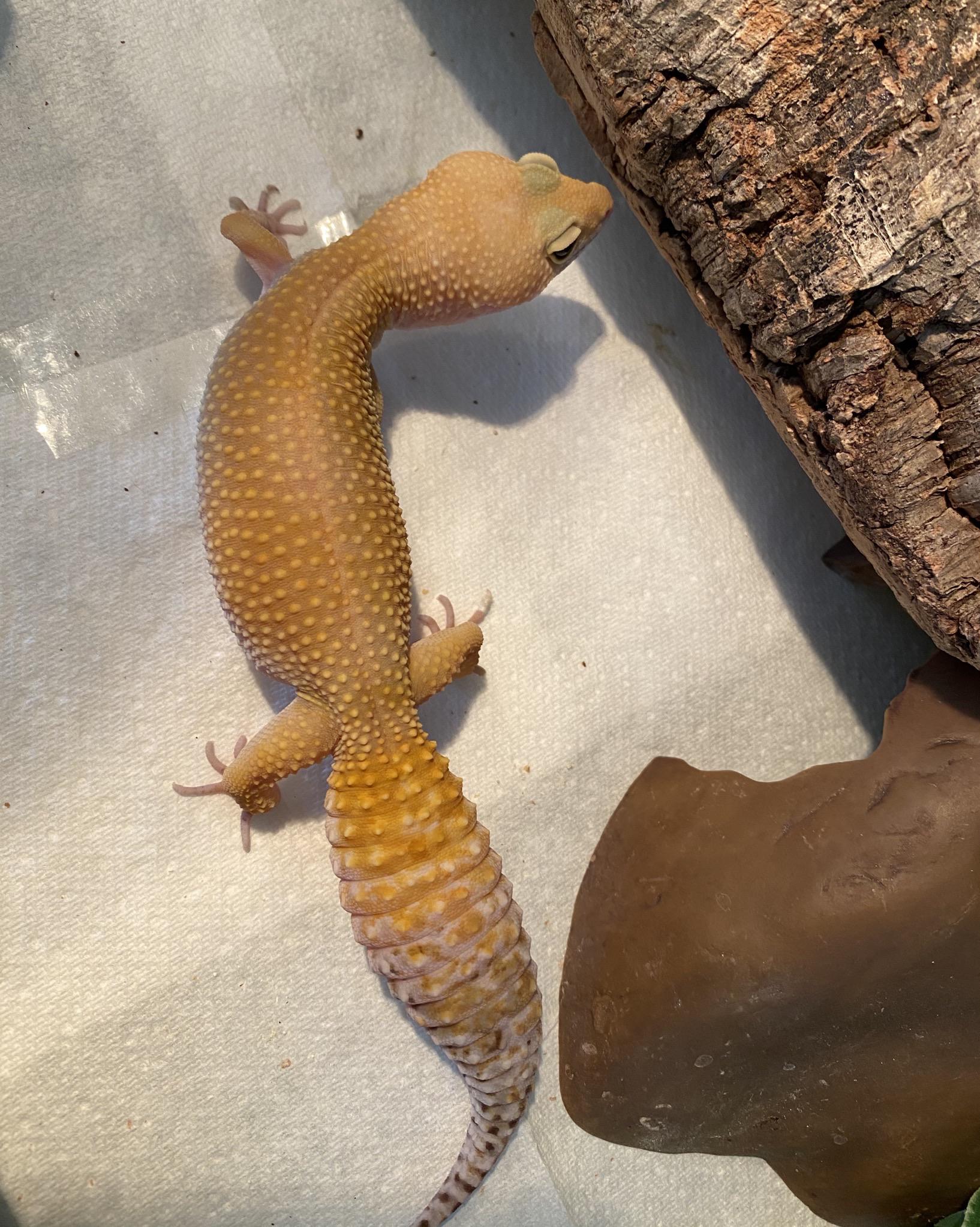 Leopard gecko not eating...not even wax worms? leopardgeckos