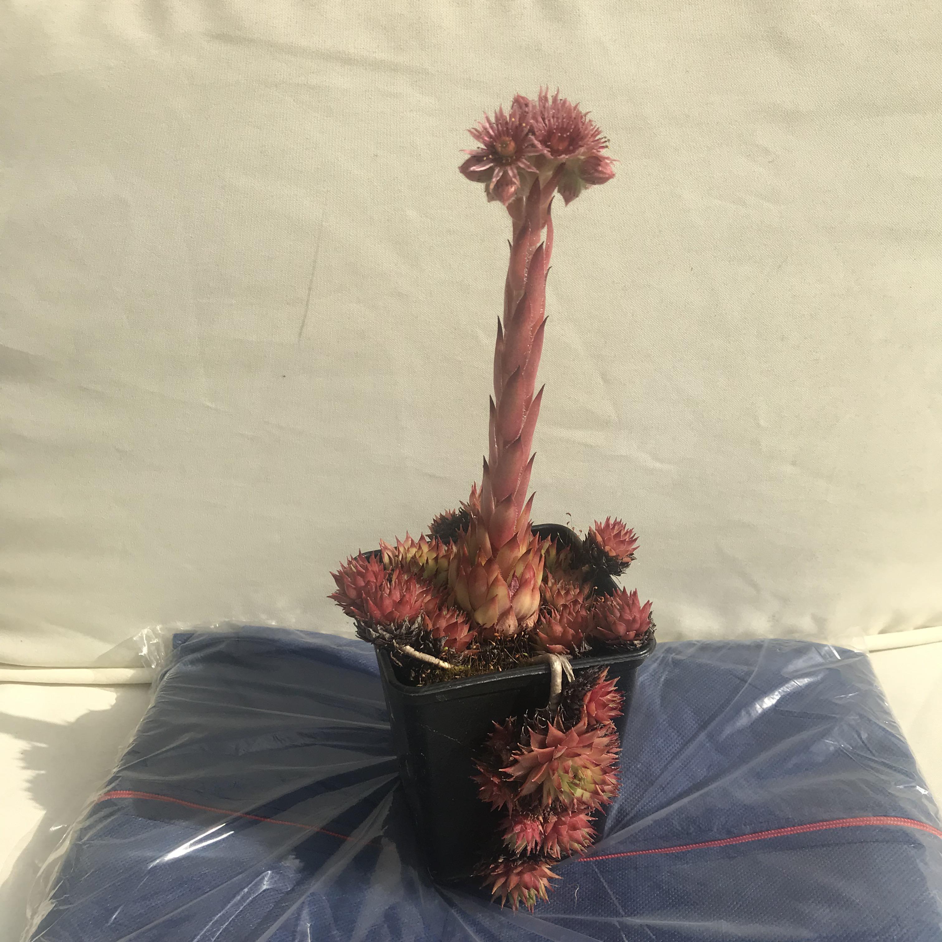 An unknown plant that’s had an exciting summer I’d really like to know