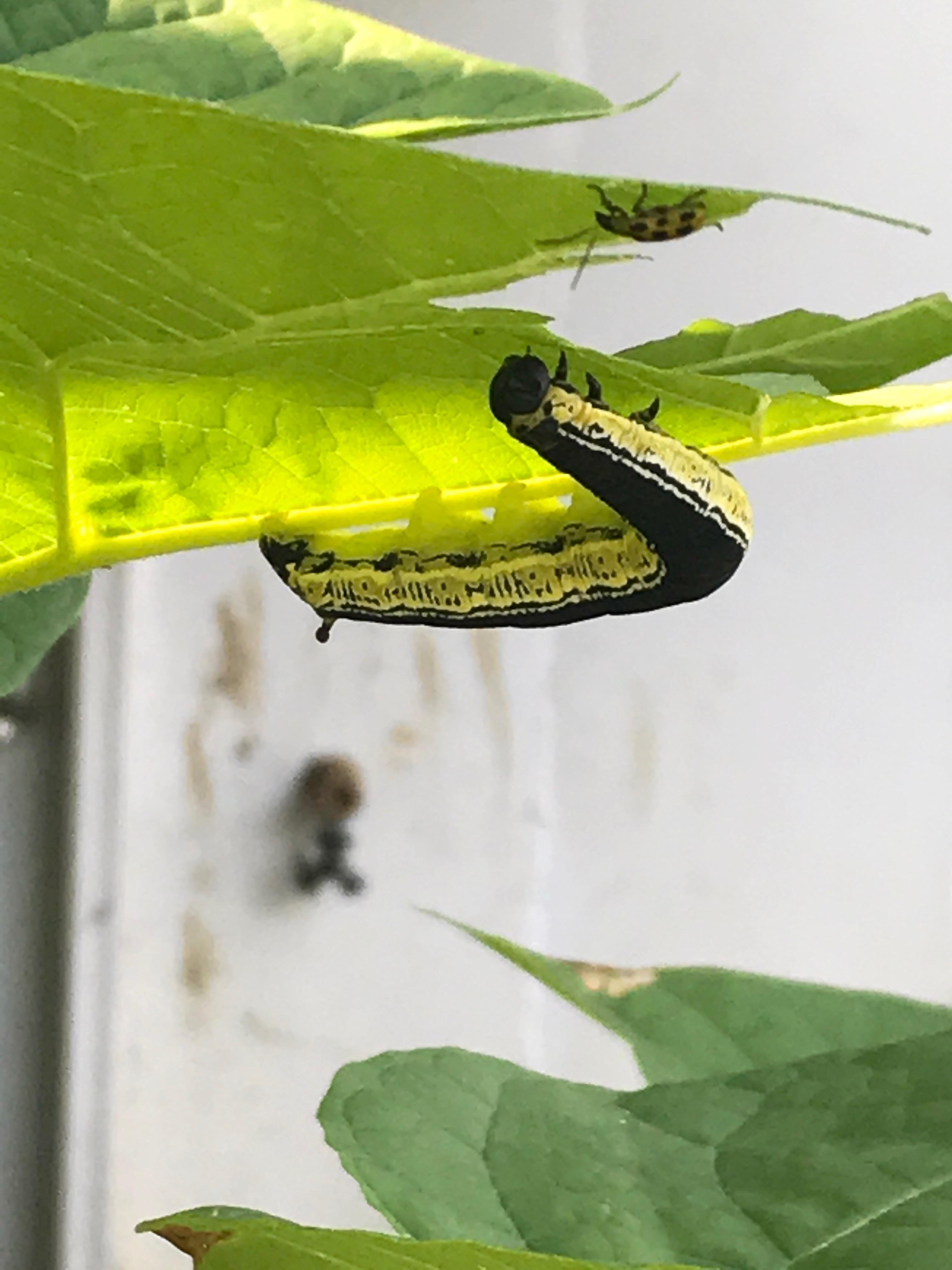 This caterpillar quickly eating leaves in St. Louis, Missouri r