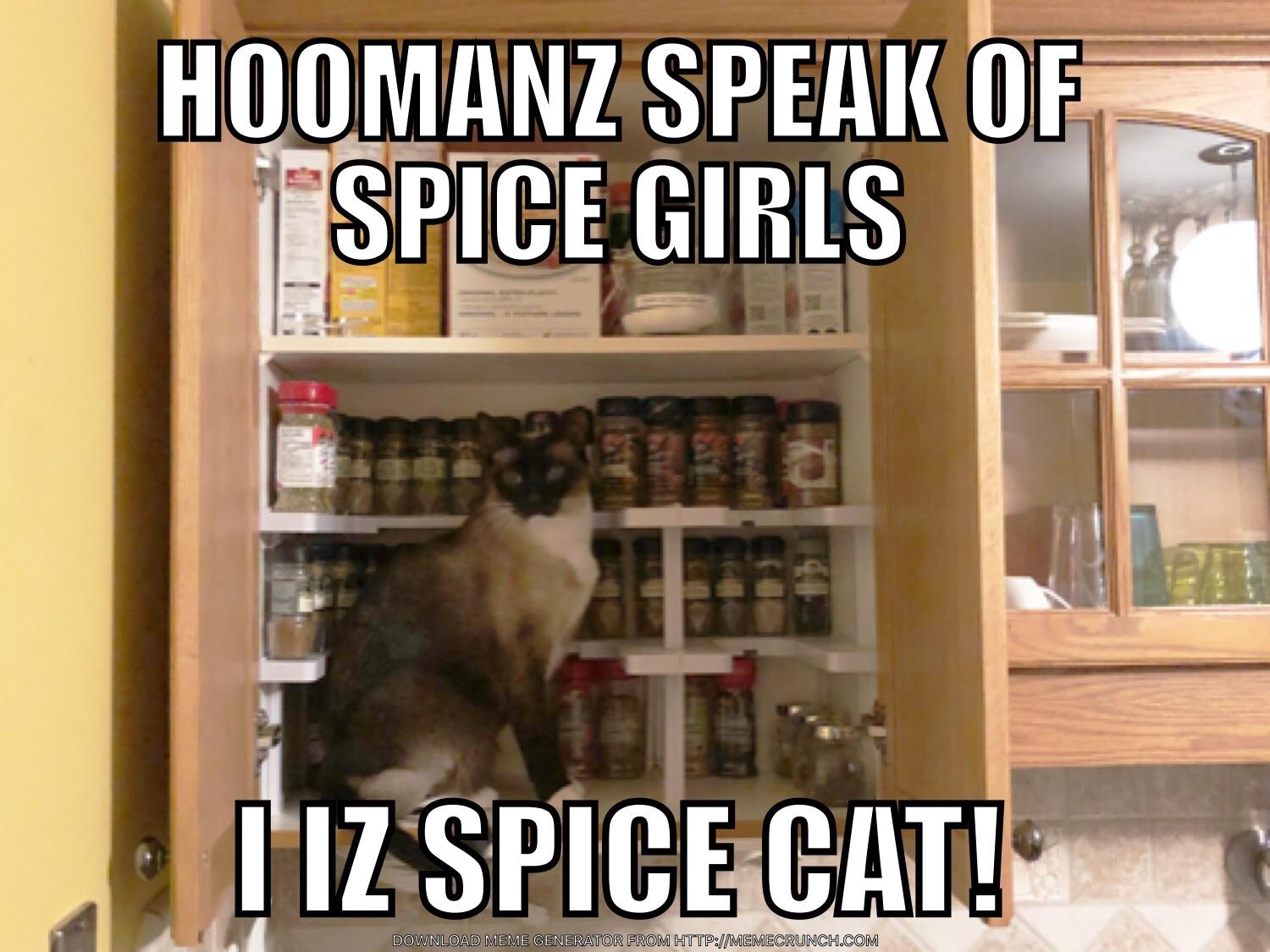 I iz Spice Cat! r/lolcats