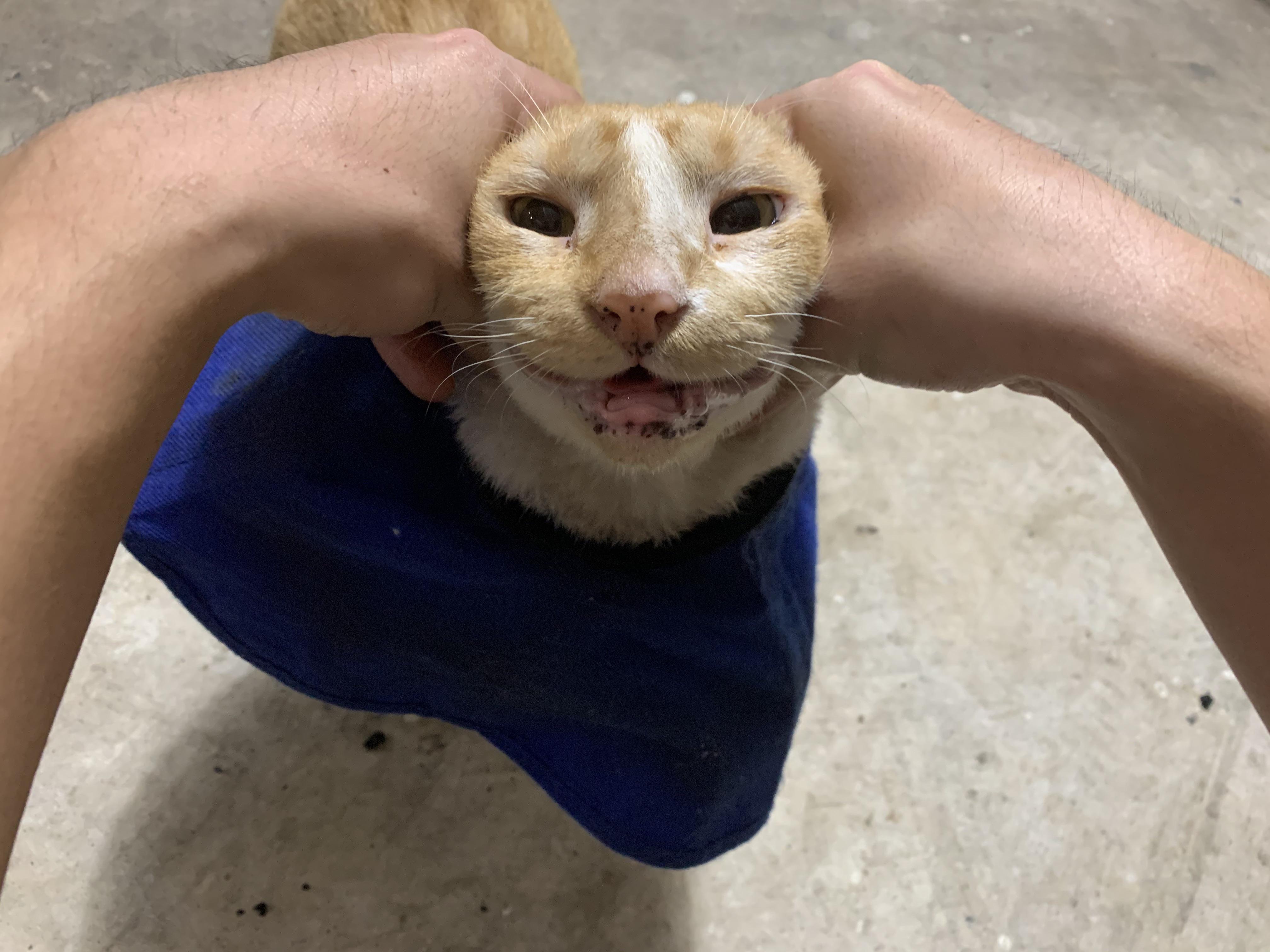 My cat has no teeth and a funny smile r/cats