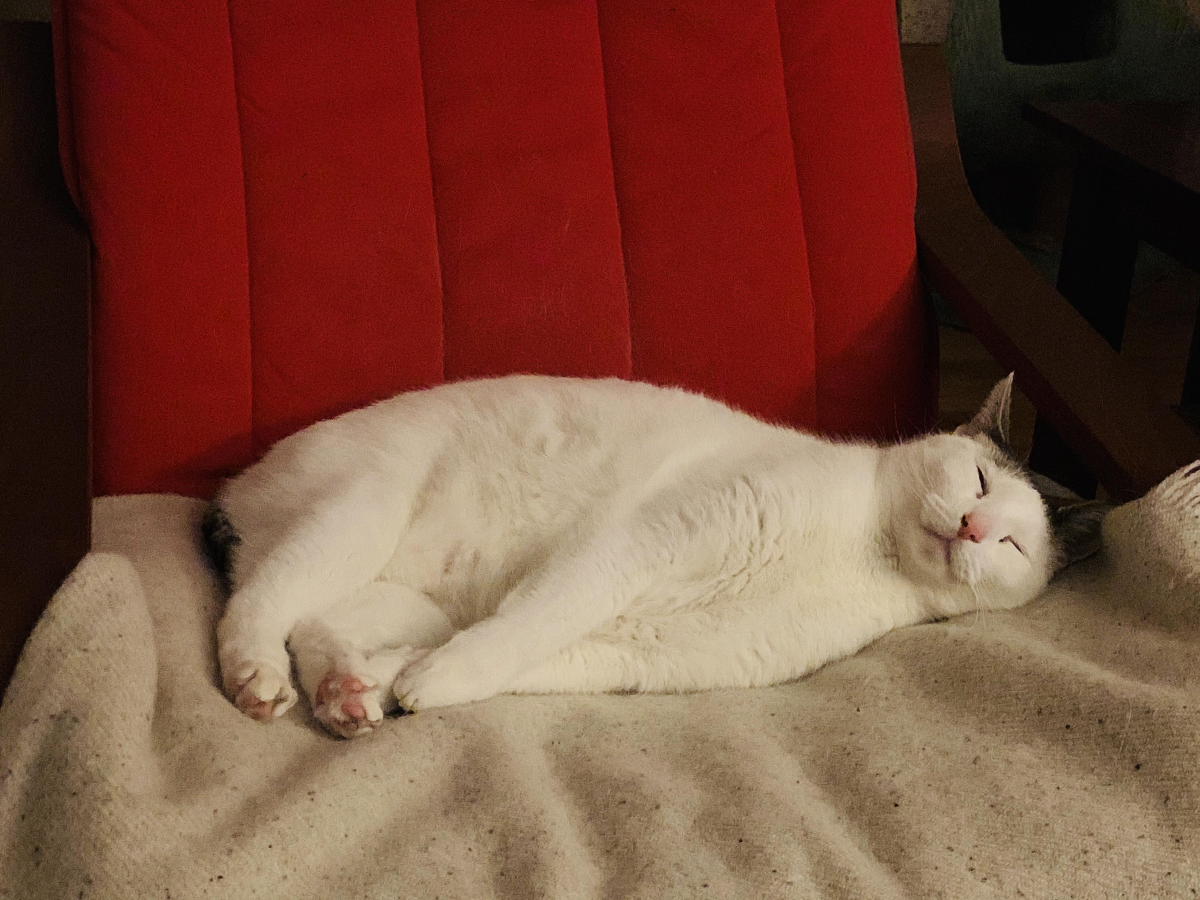 Melvin and the Heating Pad A Love Story r/cats