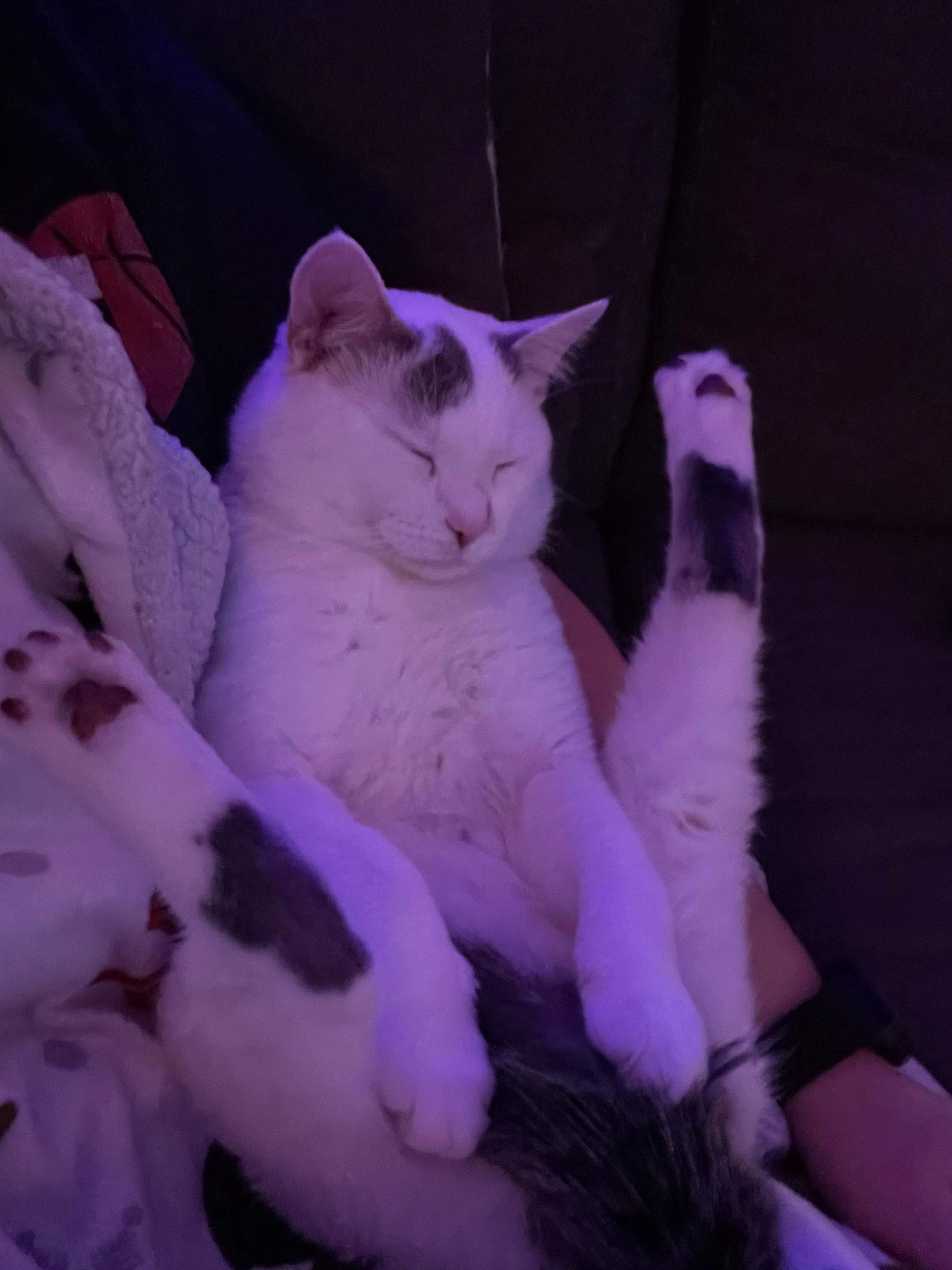 Our cat fell asleep like this. r/WhatsWrongWithYourCat