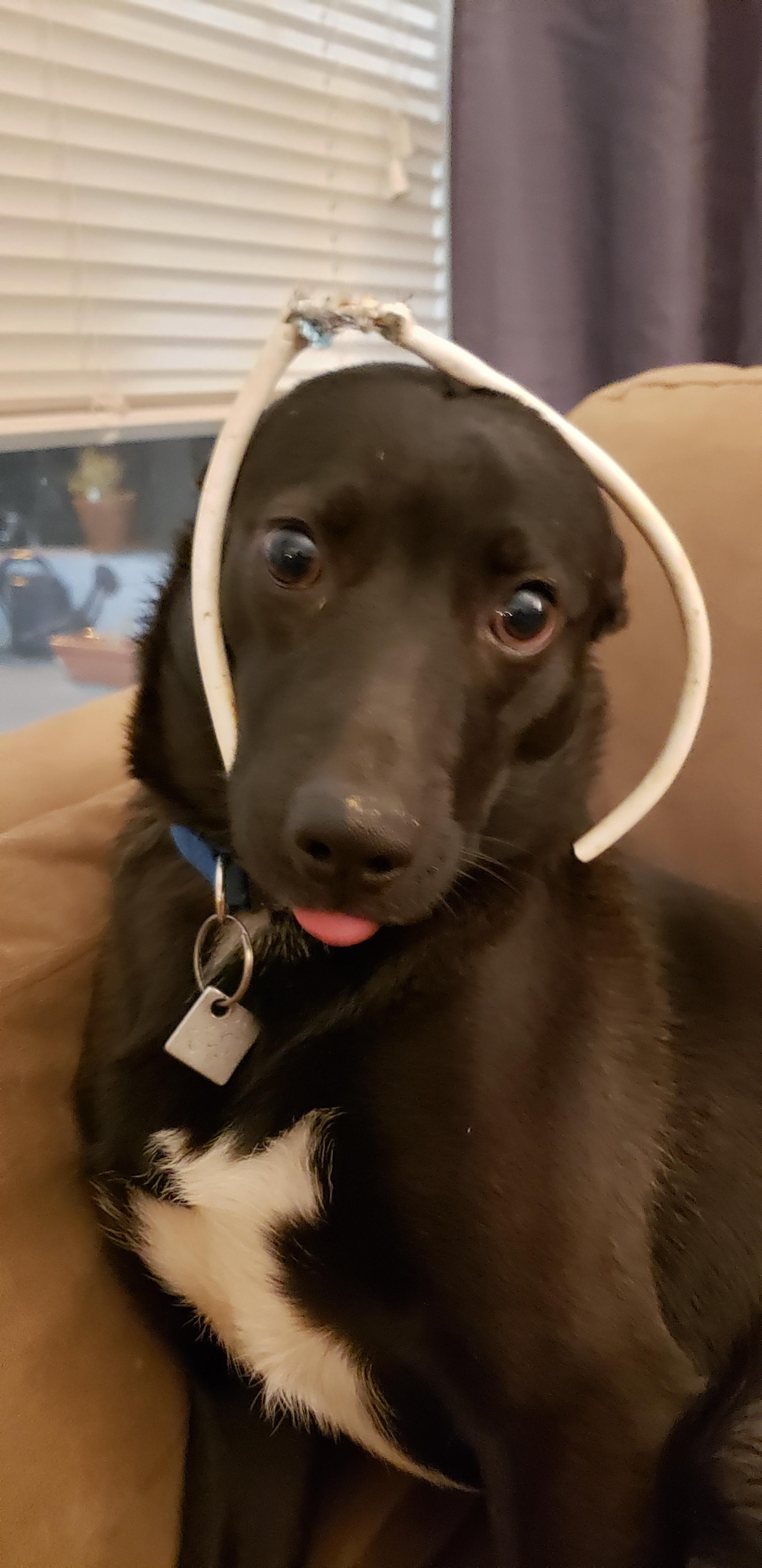 He chewed up a section of our cable. This was his unbearable