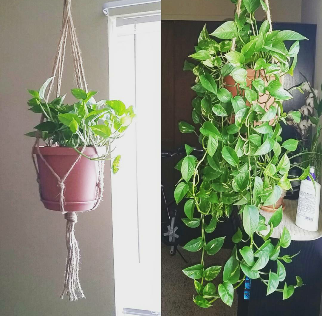 Growing Pothos In Water Water Ionizer