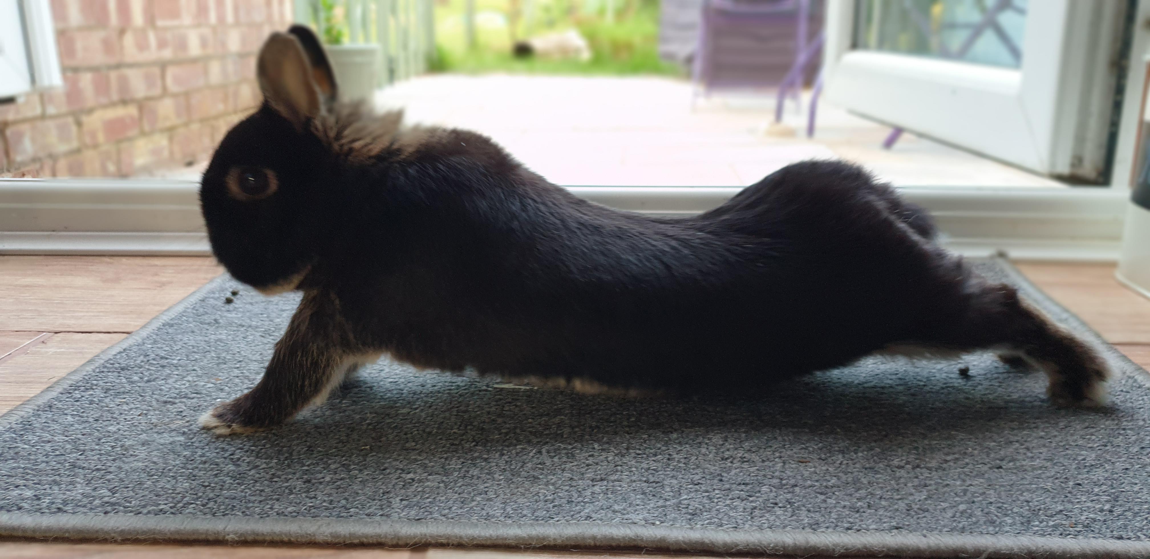 YOYOYOGA. This boy can stretch r/Rabbits