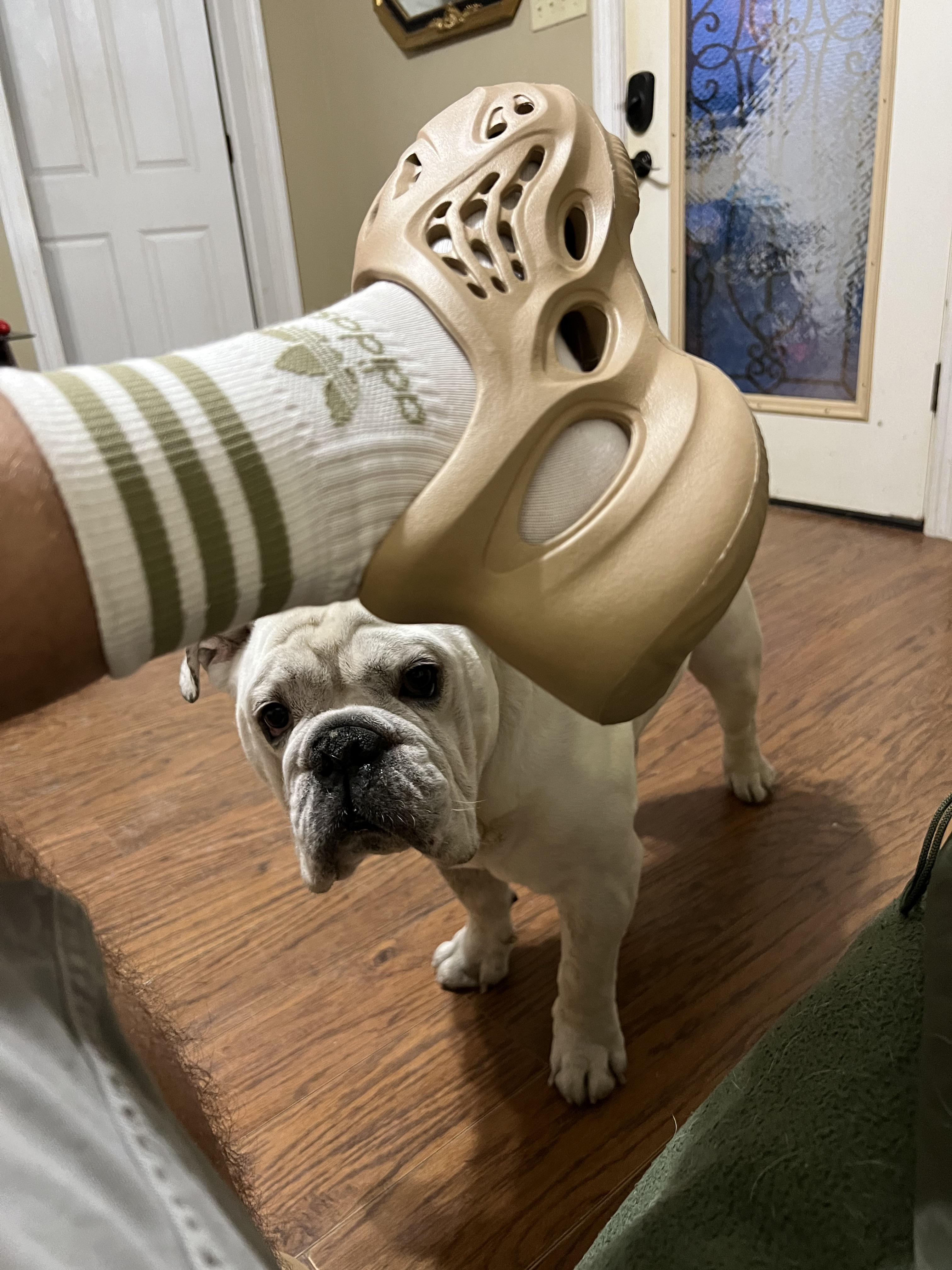 Bury me in these! r/yeezys