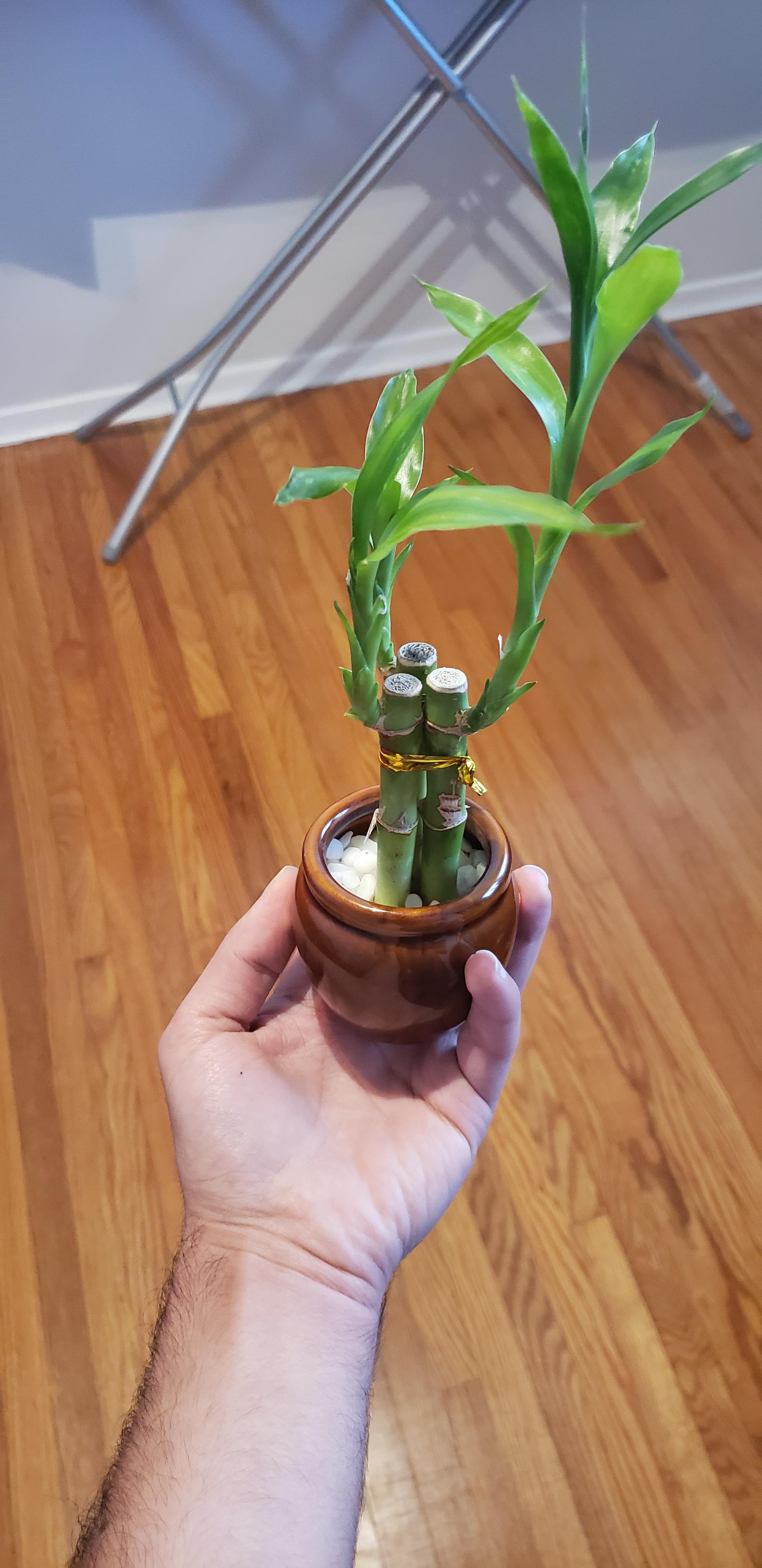 Do i need to replace the vase with a larger size one? How often do i