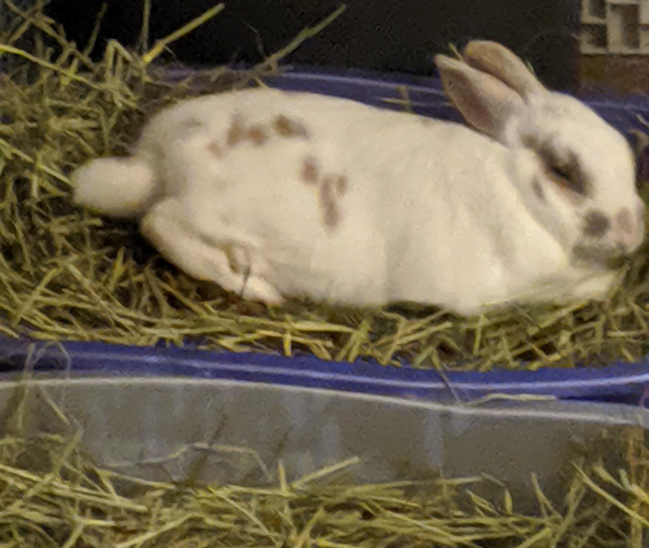 Every other rabbit on this sub looks so dapper. Here's my bun, napping