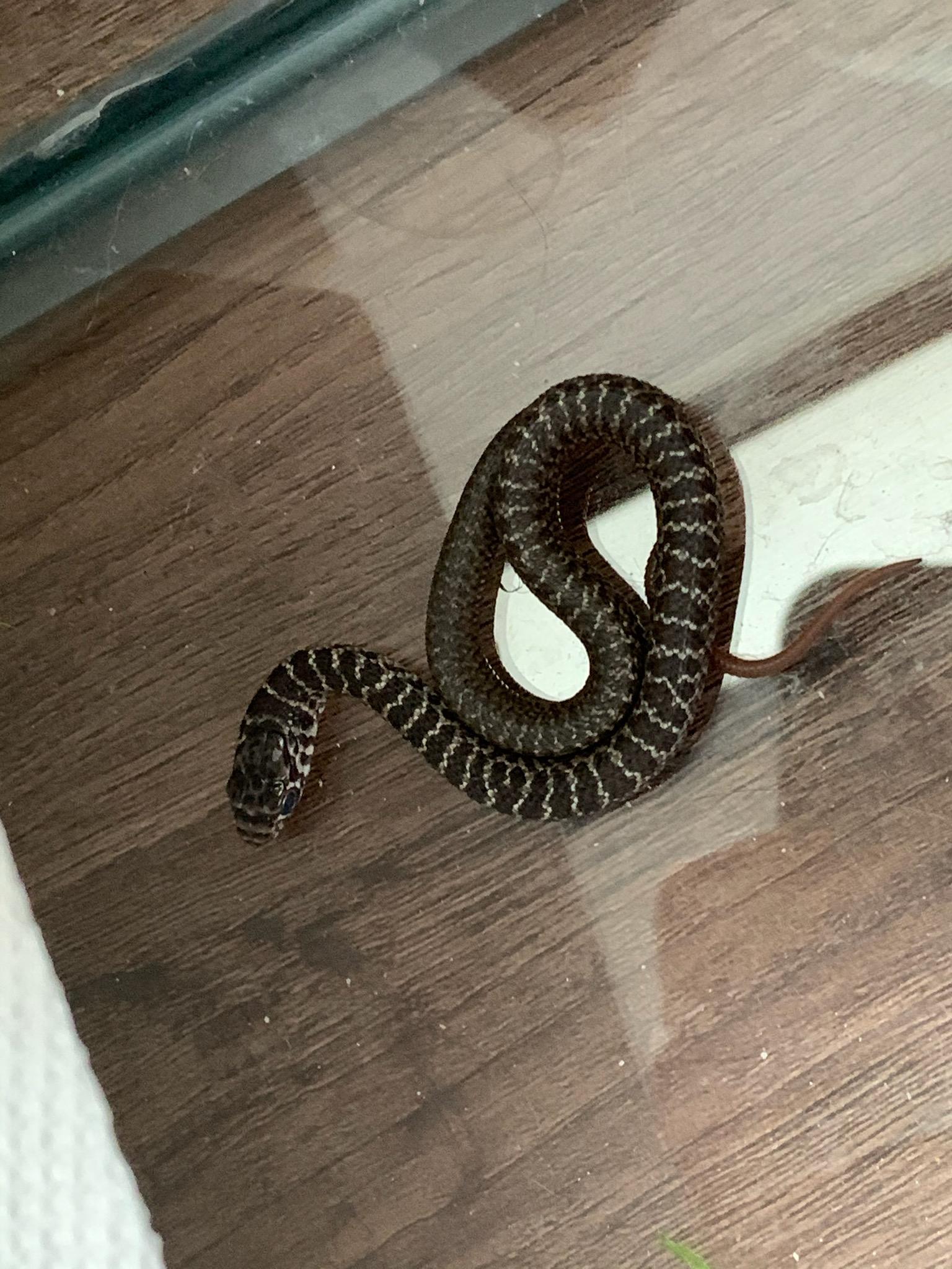 Can anyone ID this baby snake found in Eastern Kansas? r/snakes