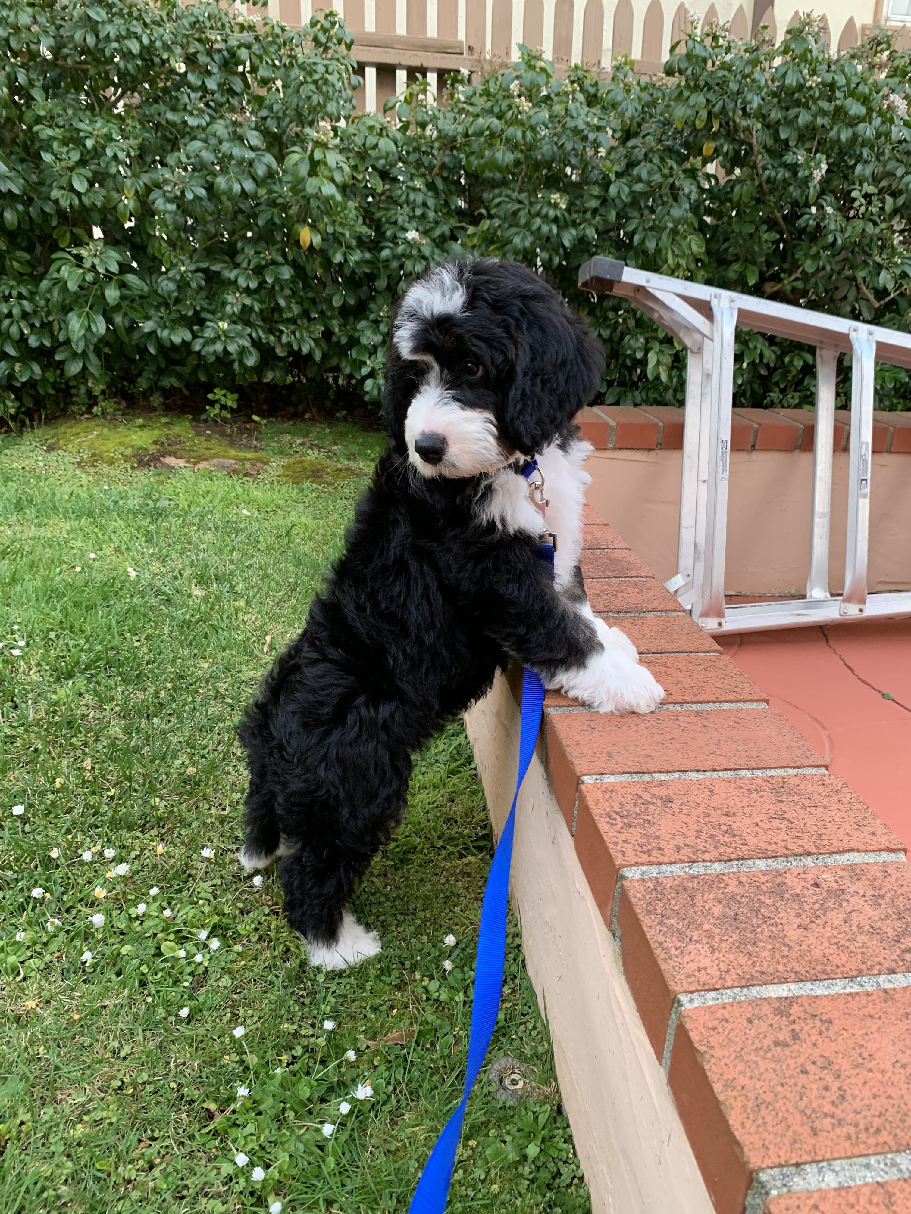 Reddit meet Yogi the Australian Bernedoodle. He’ll be climbing that