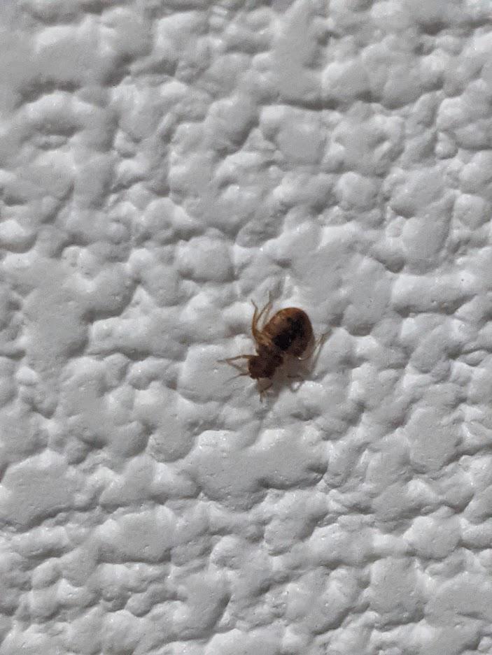Is this a bedbug (I live in Japan and bedbugs aren't extremely common