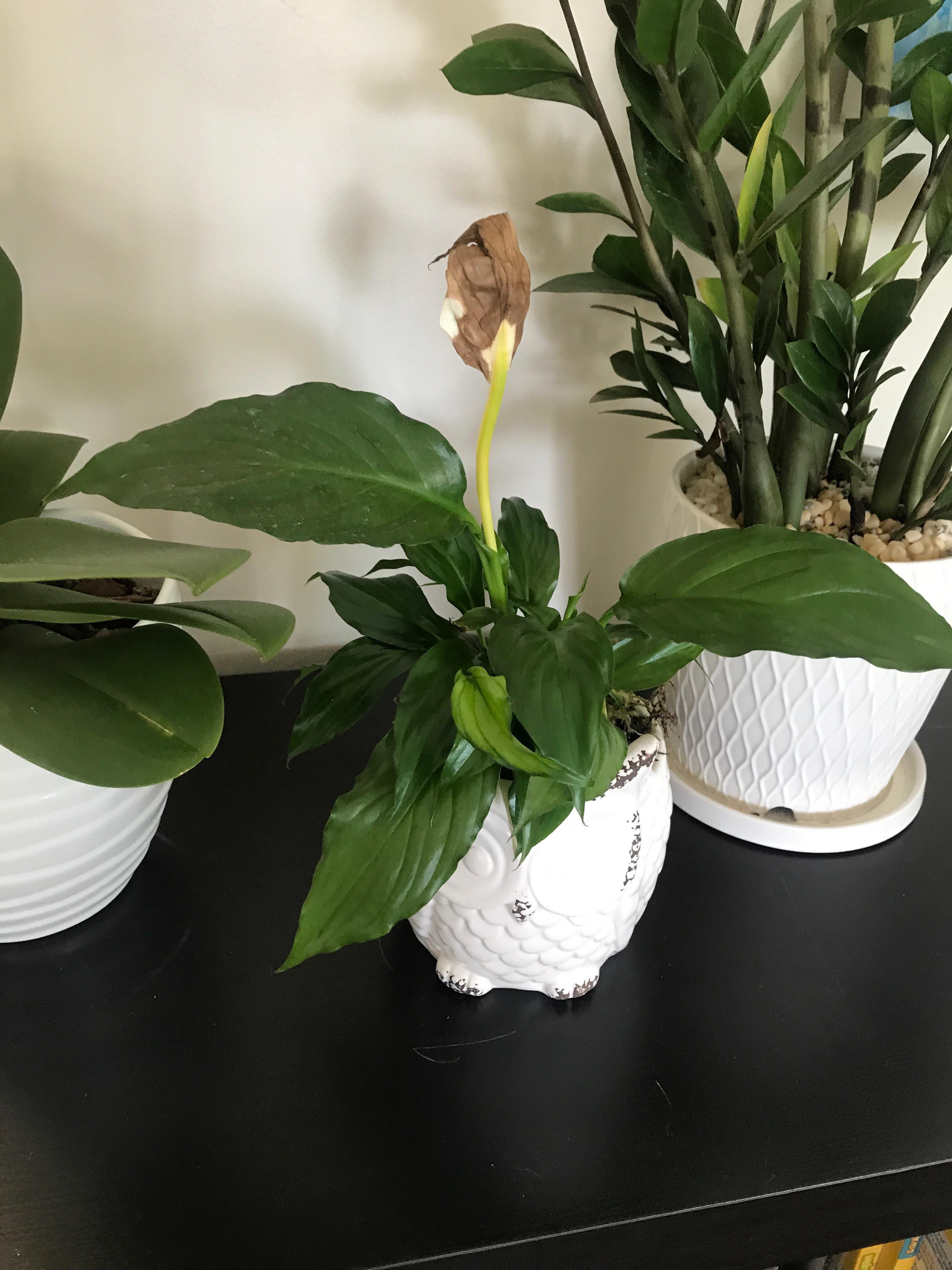 Dying peace lily. Please help r/plantclinic