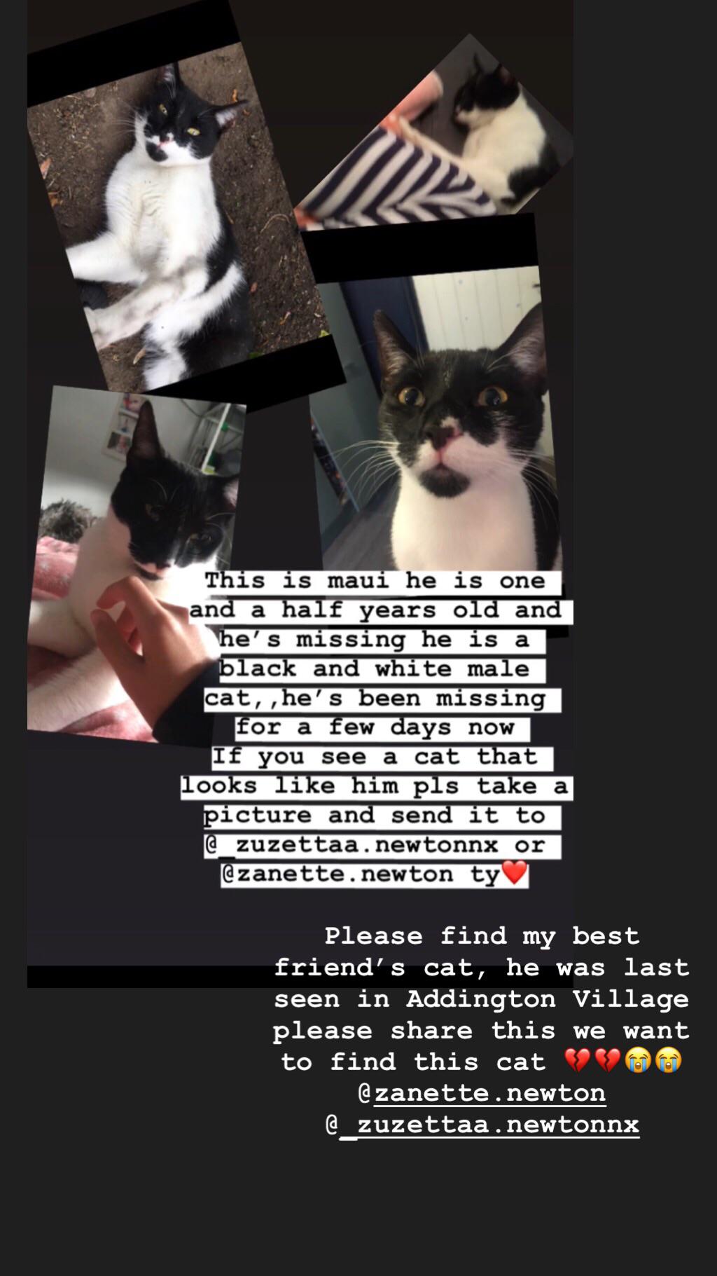 Please my friends cat has gone missing london