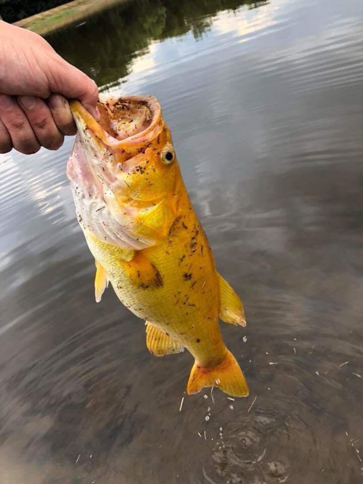 A gold star Largemouth Bass r/StardewValley