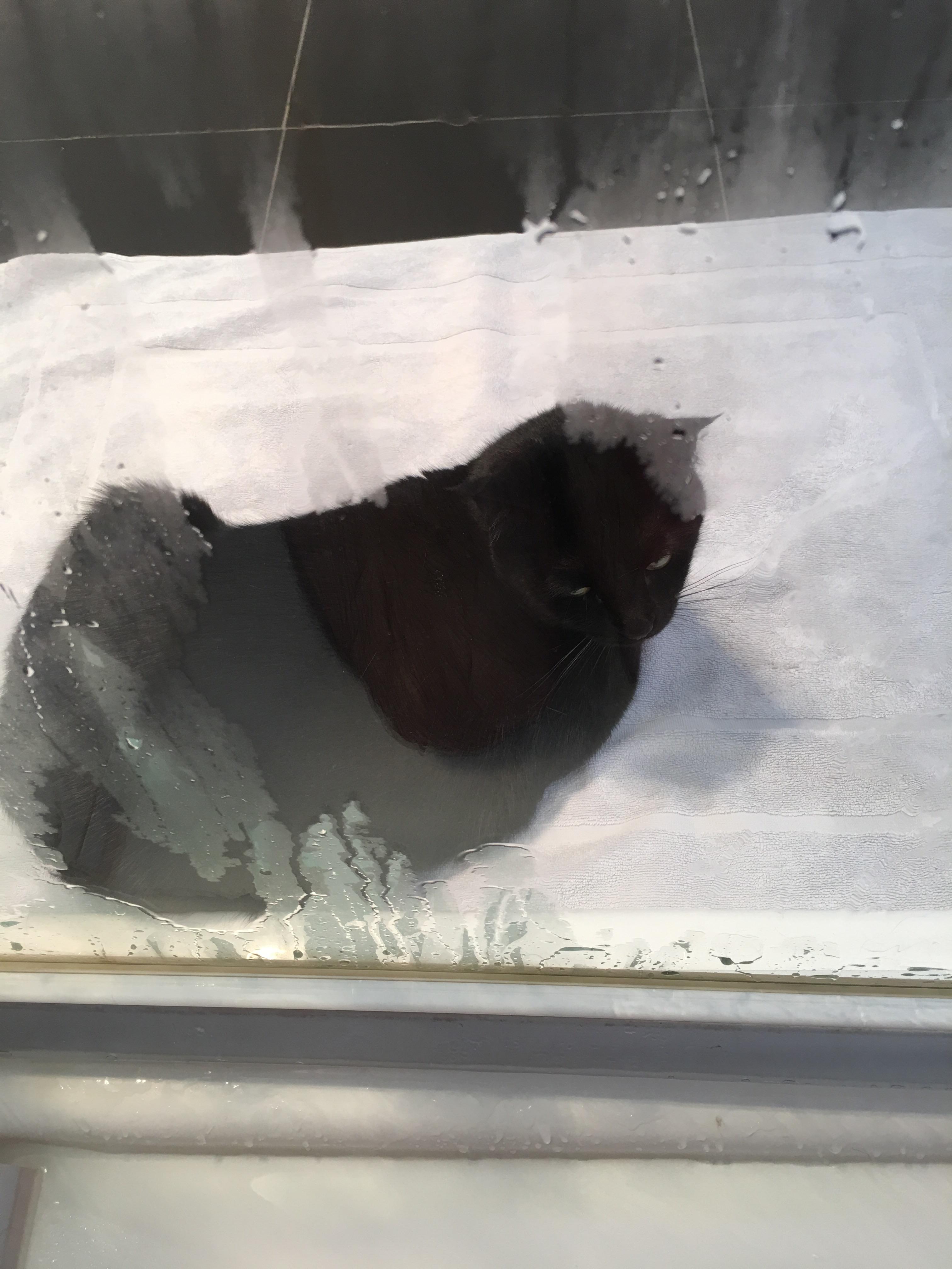 She waits for me while I shower every single day. r/blackcats