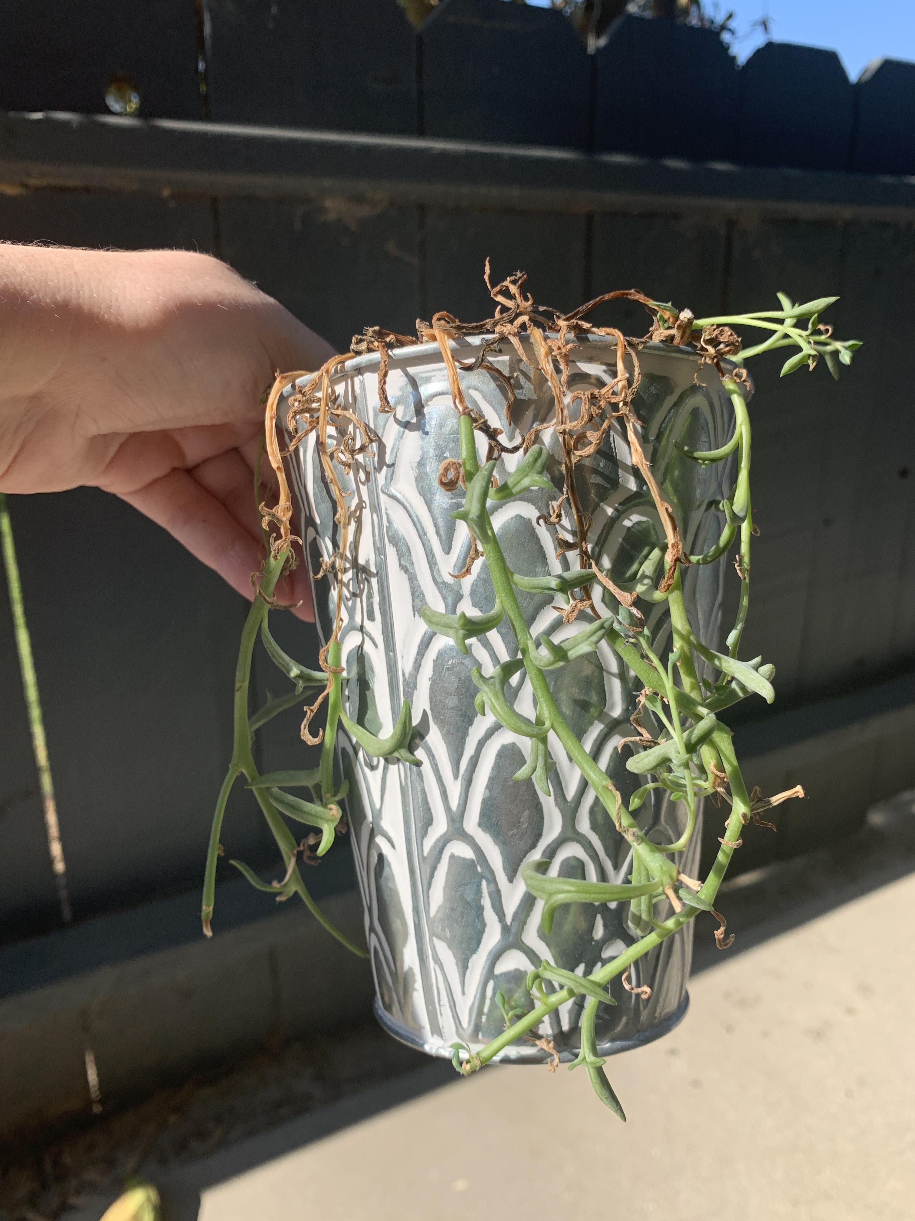 Help! My string of dolphins has been getting further and further into