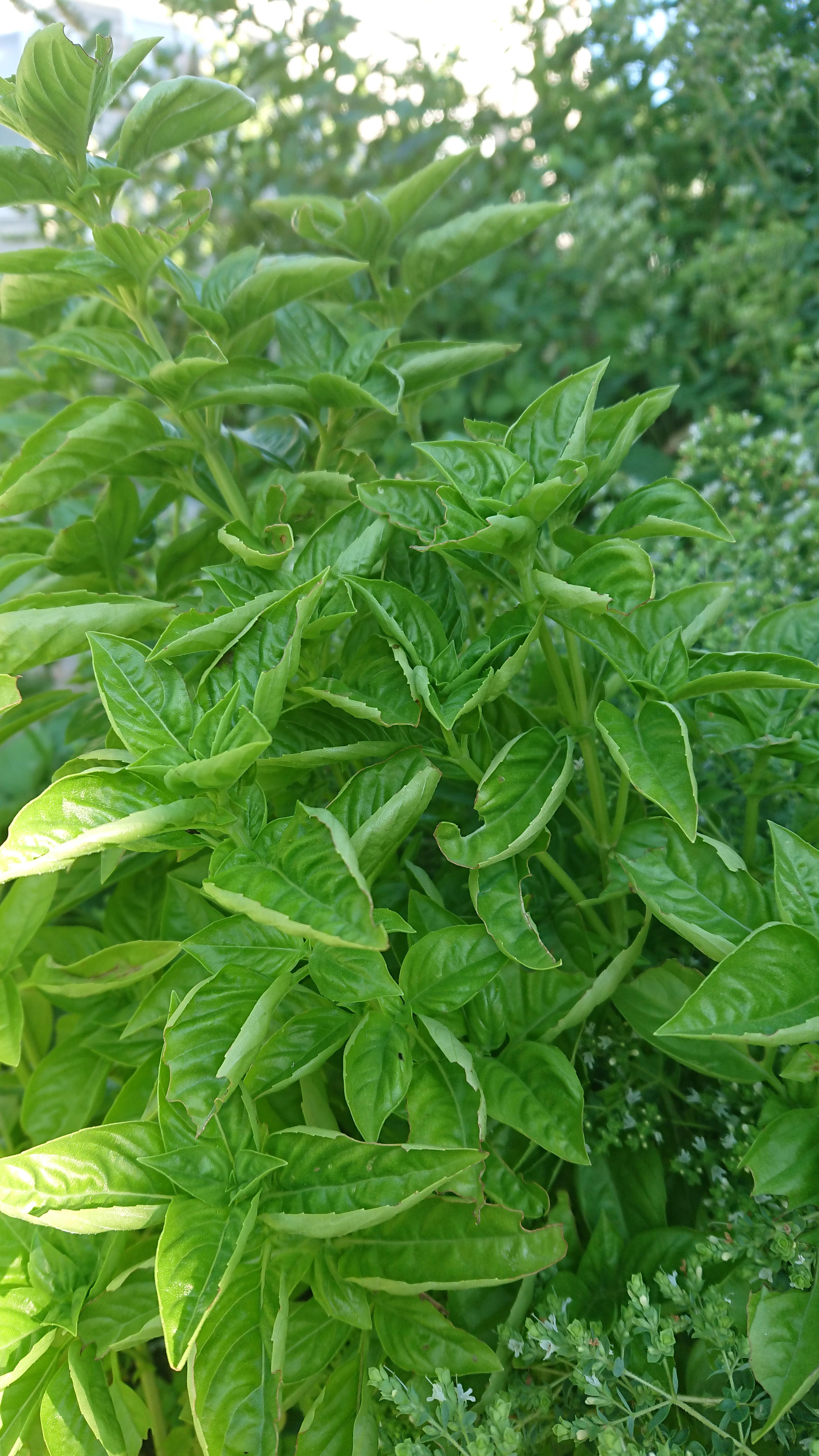 Why are my basil leaves curled upwards? This happens with every single