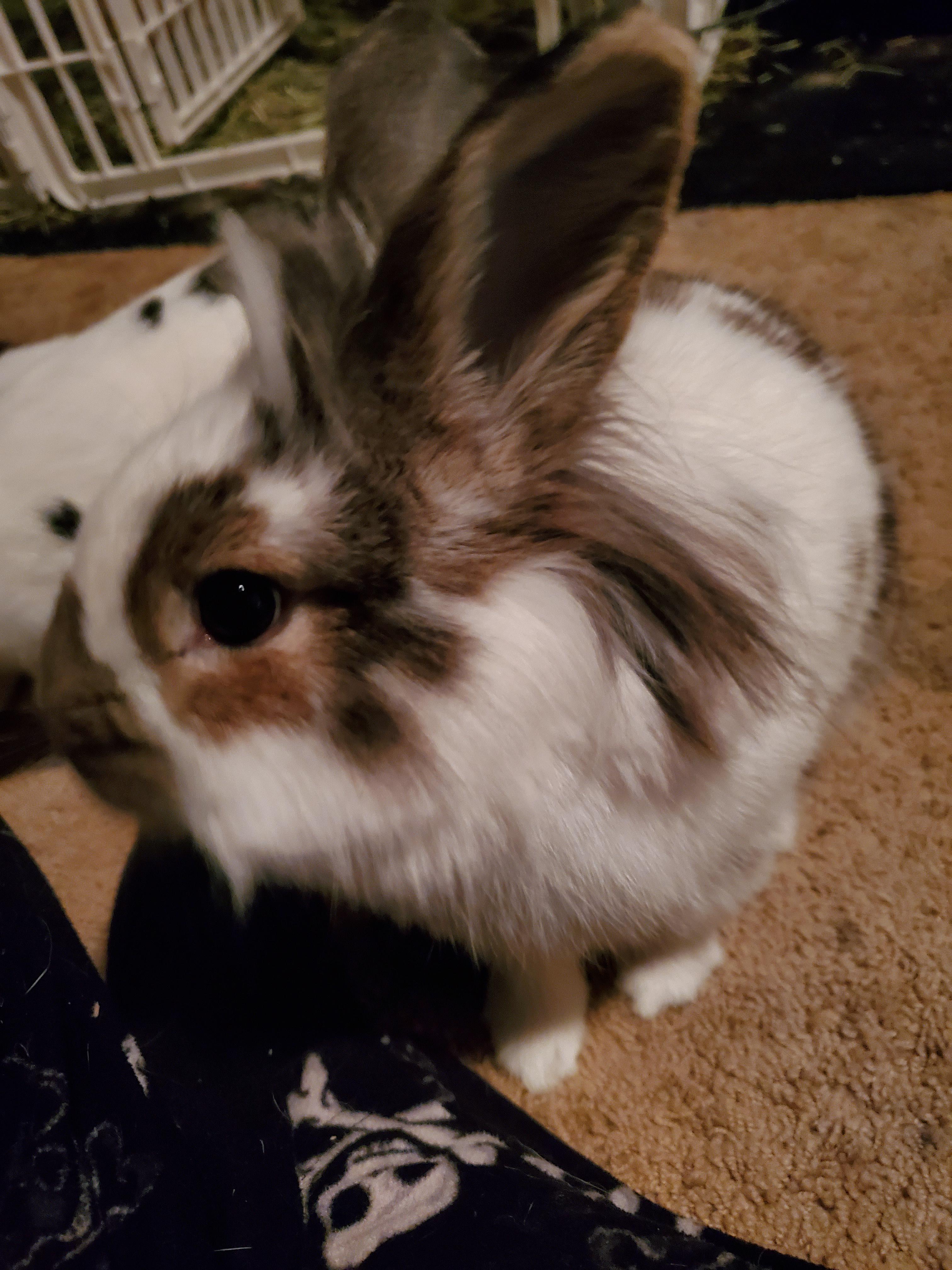 I have a hard time brushing his part lionhead mane so I decided to give